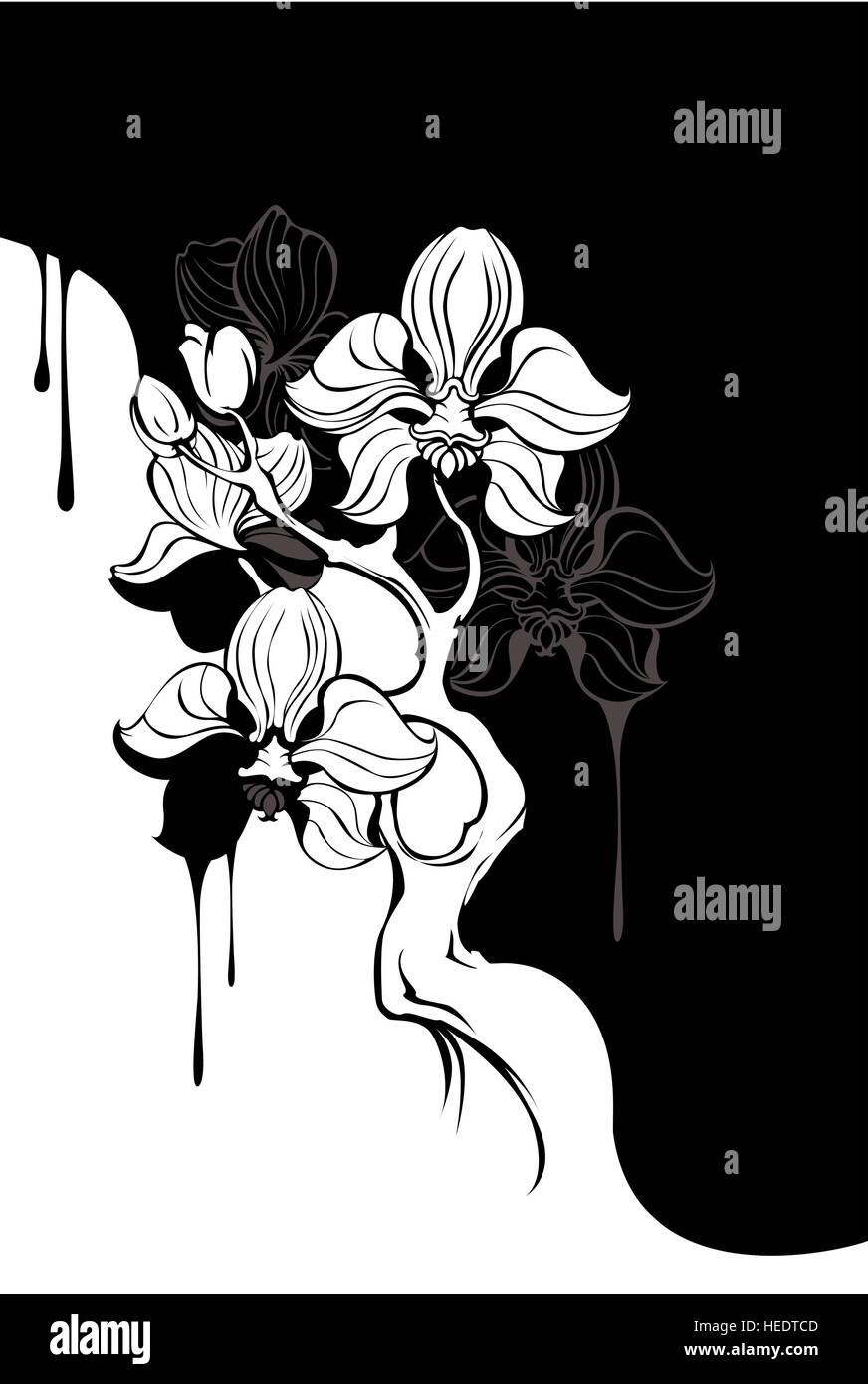 Succursale de noir et blanc, peint artistiquement orchid sur fond sombre. Illustration de Vecteur