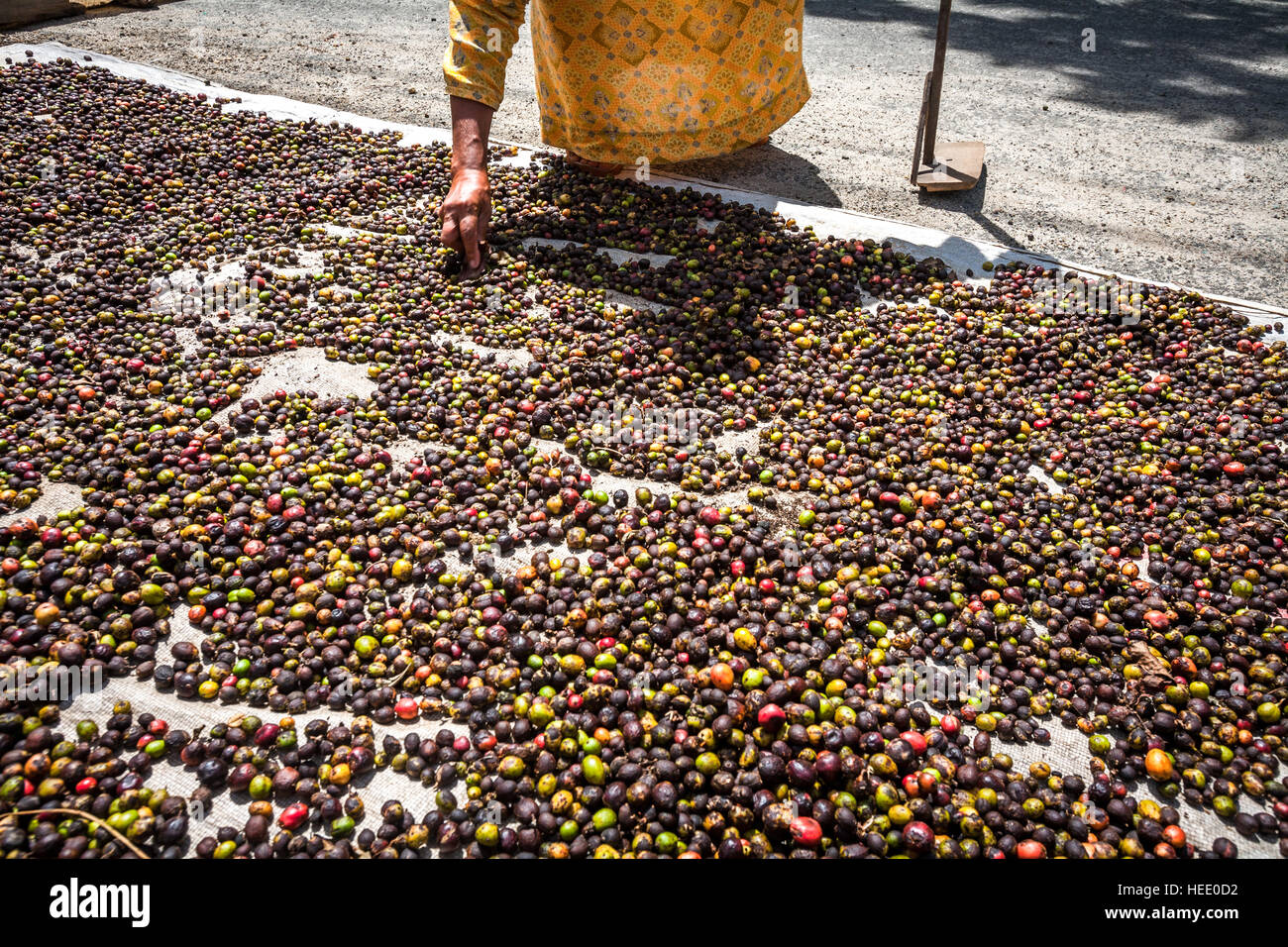 Une femme séchant des baies de café au soleil, dans un village producteur de café sur le côté du lac Ranau à Babrading Agung, Sumatra Sud, Indonésie. Banque D'Images