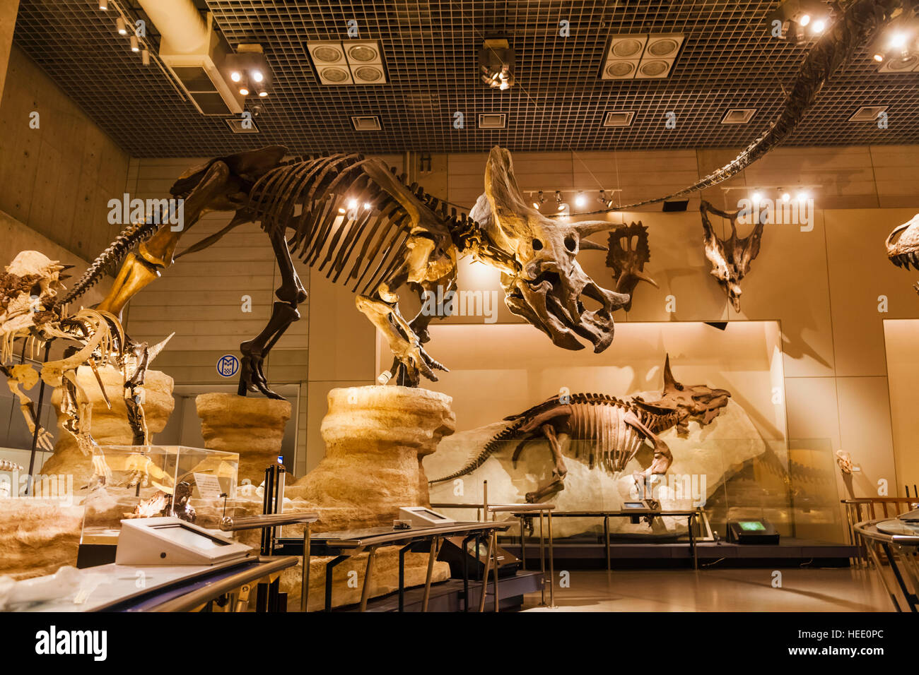 Le Japon, Honshu, Tokyo, Ueno Park, Musée National de la nature et de la Science, expositions de dinosaures Banque D'Images
