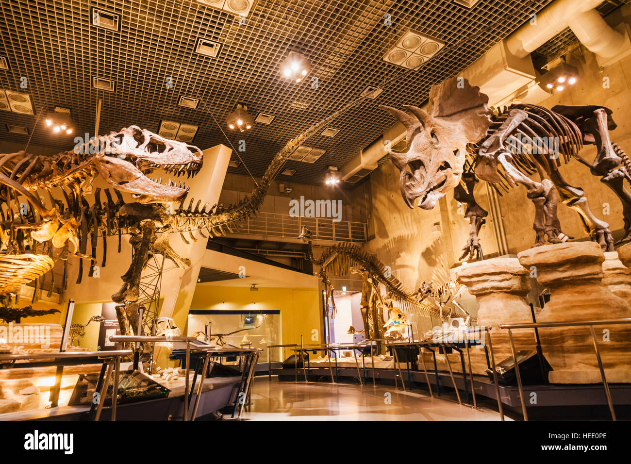 Le Japon, Honshu, Tokyo, Ueno Park, Musée National de la nature et de la Science, expositions de dinosaures Banque D'Images