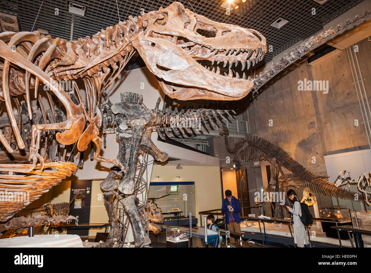Le Japon, Honshu, Tokyo, Ueno Park, Musée National de la nature et de la Science, expositions de dinosaures Banque D'Images