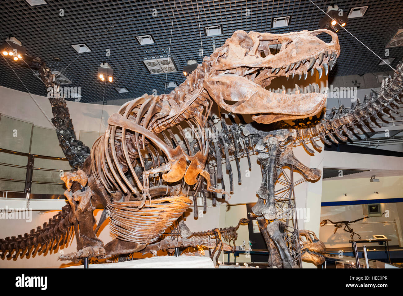 Le Japon, Honshu, Tokyo, Ueno Park, Musée National de la nature et de la Science, expositions de dinosaures Banque D'Images