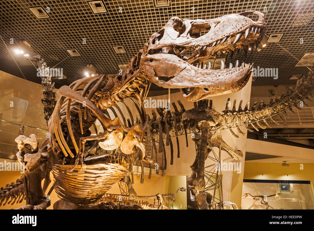 Le Japon, Honshu, Tokyo, Ueno Park, Musée National de la nature et de la Science, expositions de dinosaures Banque D'Images