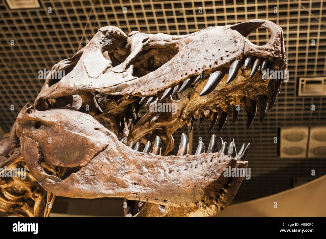 Le Japon, Honshu, Tokyo, Ueno Park, Musée National de la nature et de la Science, expositions de dinosaures Banque D'Images