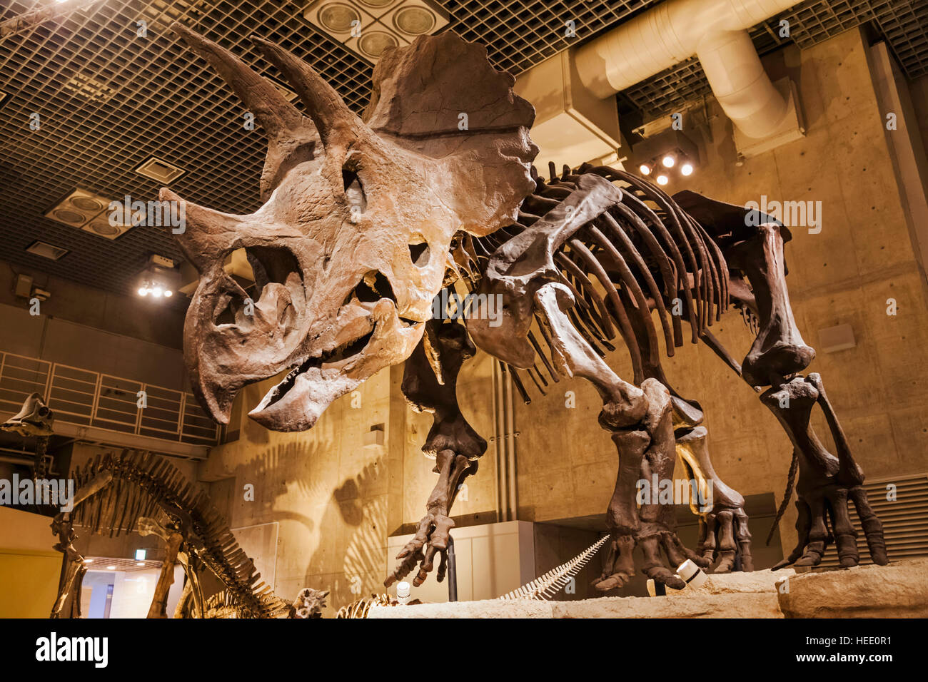 Le Japon, Honshu, Tokyo, Ueno Park, Musée National de la nature et de la Science, expositions de dinosaures Banque D'Images