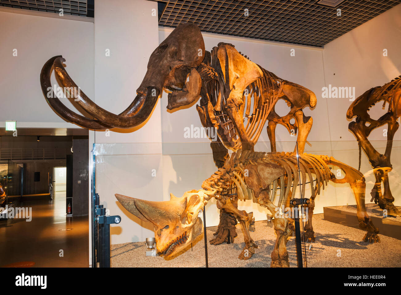Le Japon, Honshu, Tokyo, Ueno Park, Musée National de la nature et de la Science, expositions, dinosaure Mammouth et Arsinoitherium Banque D'Images