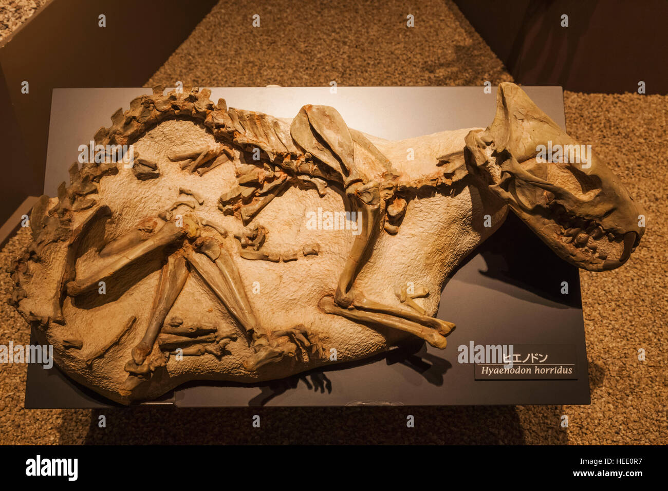 Le Japon, Honshu, Tokyo, Ueno Park, Musée National de la nature et de la Science, expositions, Hyaenodon Dinosaure Banque D'Images