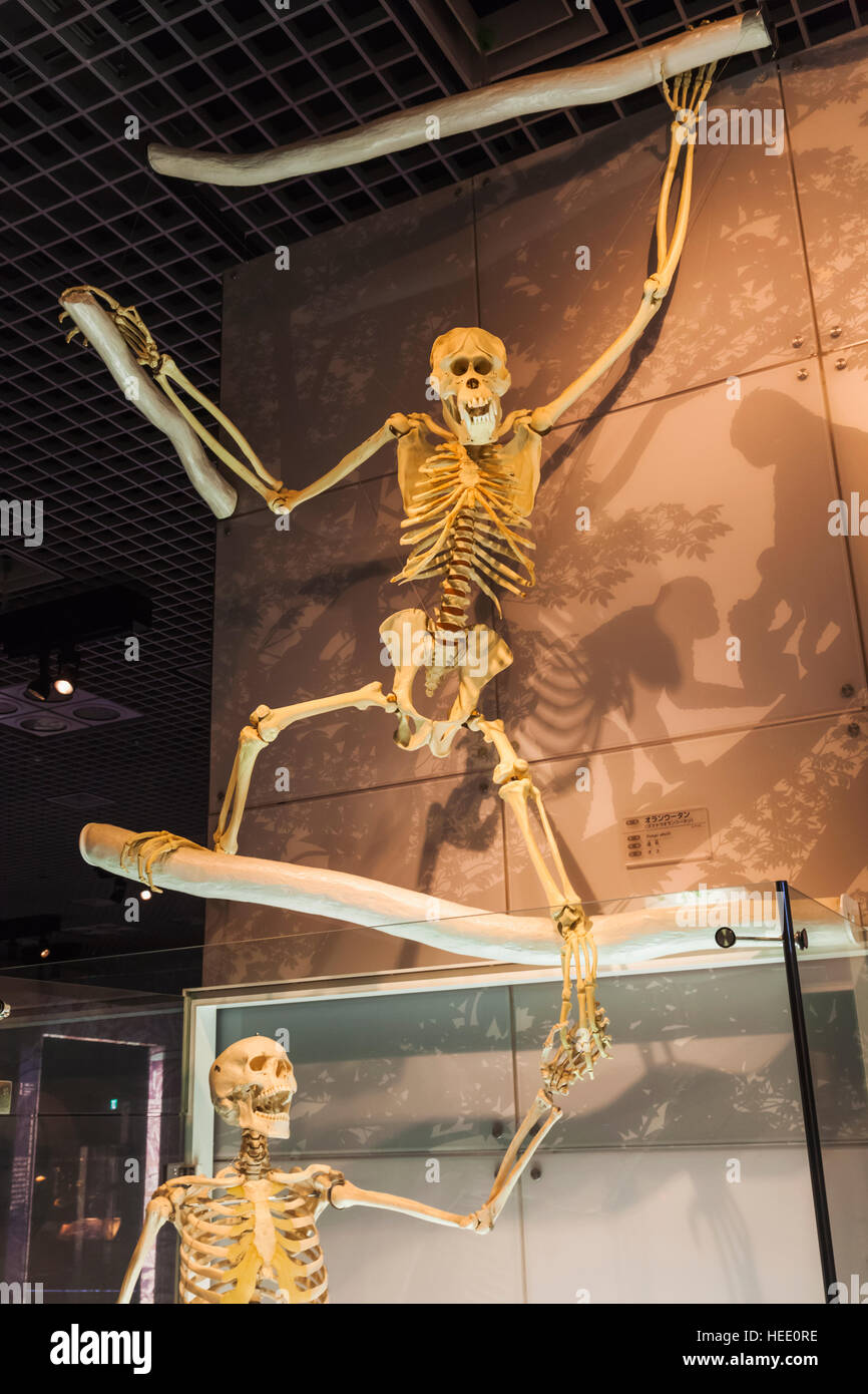 Le Japon, Honshu, Tokyo, Ueno Park, Musée National de la nature et de la Science, exposition de squelette humain et le singe squelette Banque D'Images