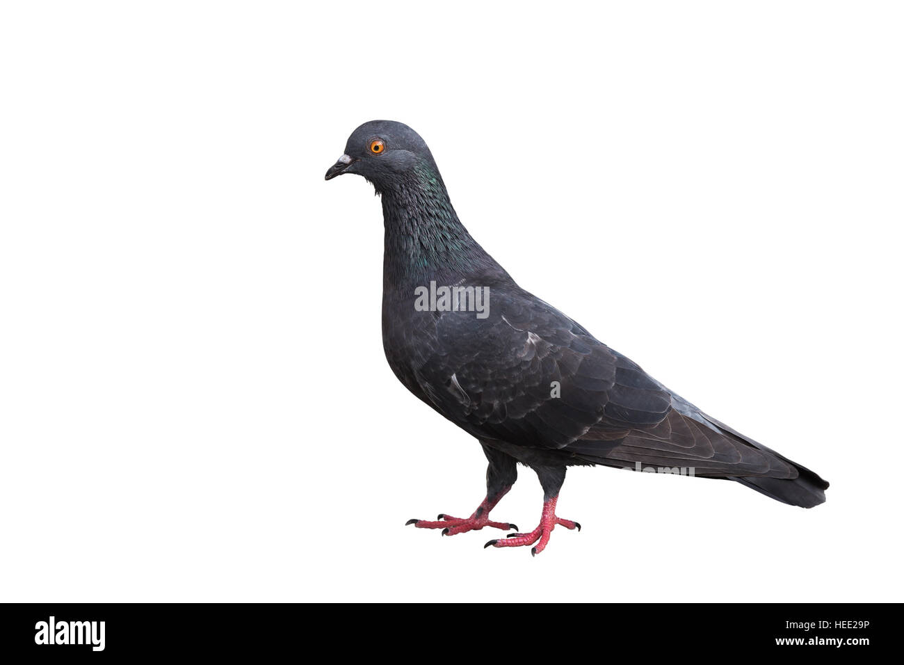 Le pigeon noir isolé sur fond blanc. Enregistré avec clipping path Banque D'Images