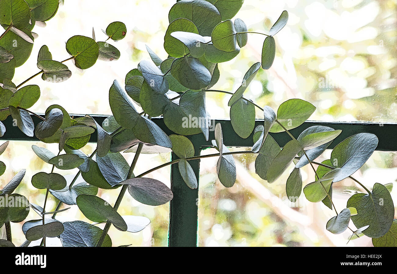 Eucalyptus perriniana feuille feuilles eucalyptus globulus contre une fenêtre Banque D'Images