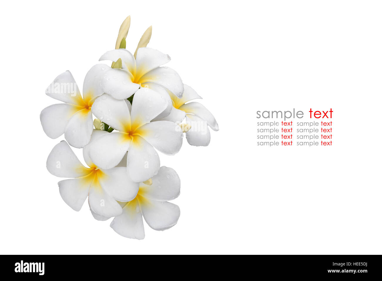 White yellow tropical flowers Banque de photographies et d'images à haute  résolution - Alamy