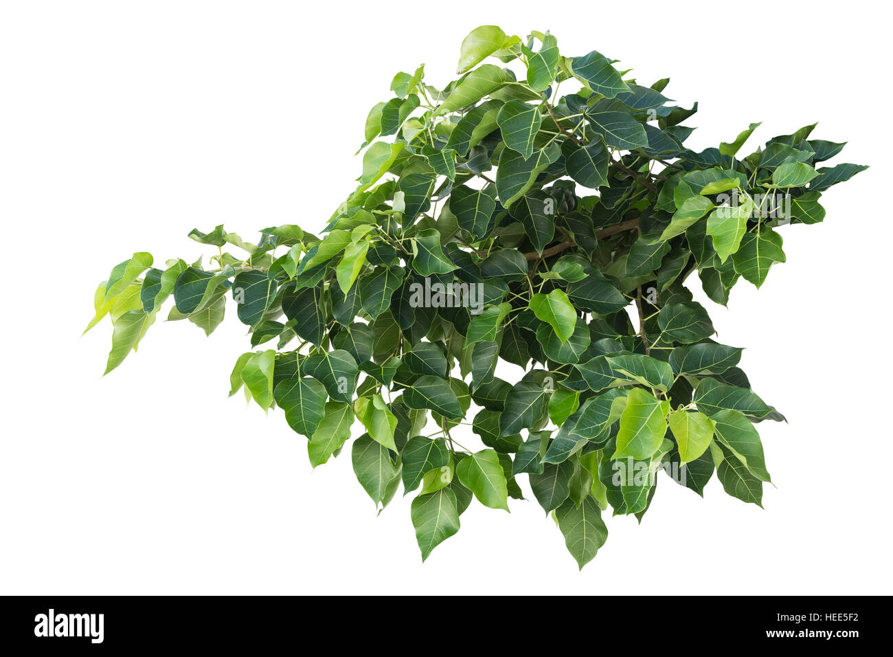 Bodhi vert ou pho feuille sur arbre isolé sur fond blanc. Enregistré avec clipping path Banque D'Images
