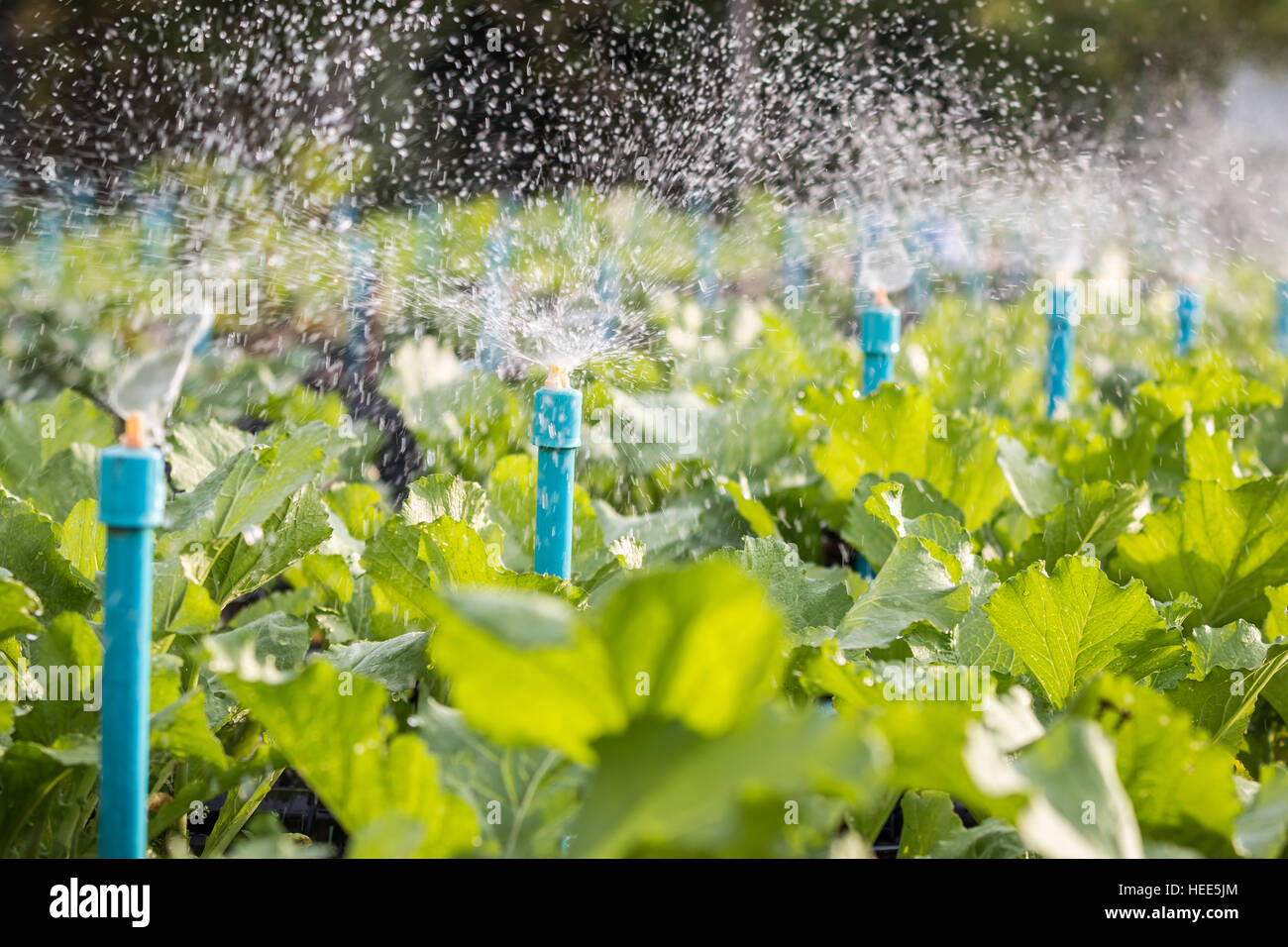 Système d'arrosage de l'eau travaillant dans un jardin de légumes verts. Banque D'Images