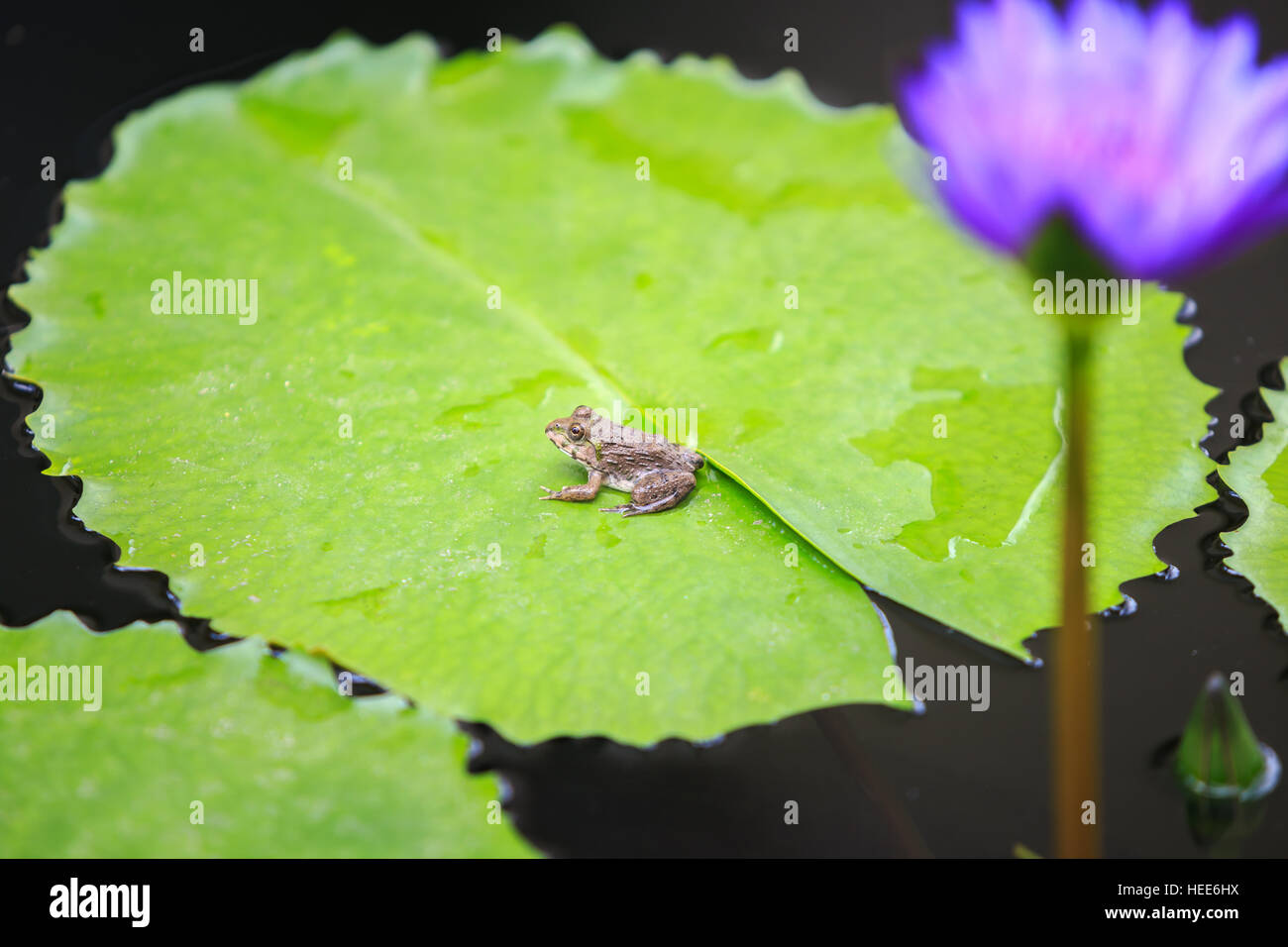 Près d'une petite grenouille verte sur feuille de lotus Banque D'Images