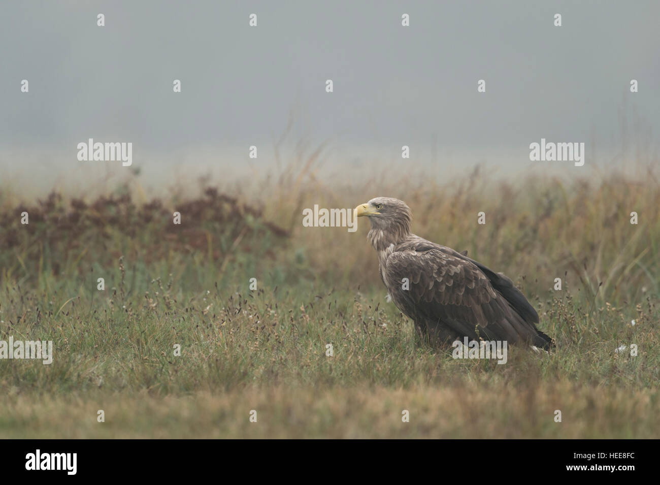 Queue blanche blanc / l'Aigle de mer ( Haliaeetus albicilla ), d'oiseaux adultes en temps gris, assis sur les herbages, regarder autour de l'écoute. Banque D'Images