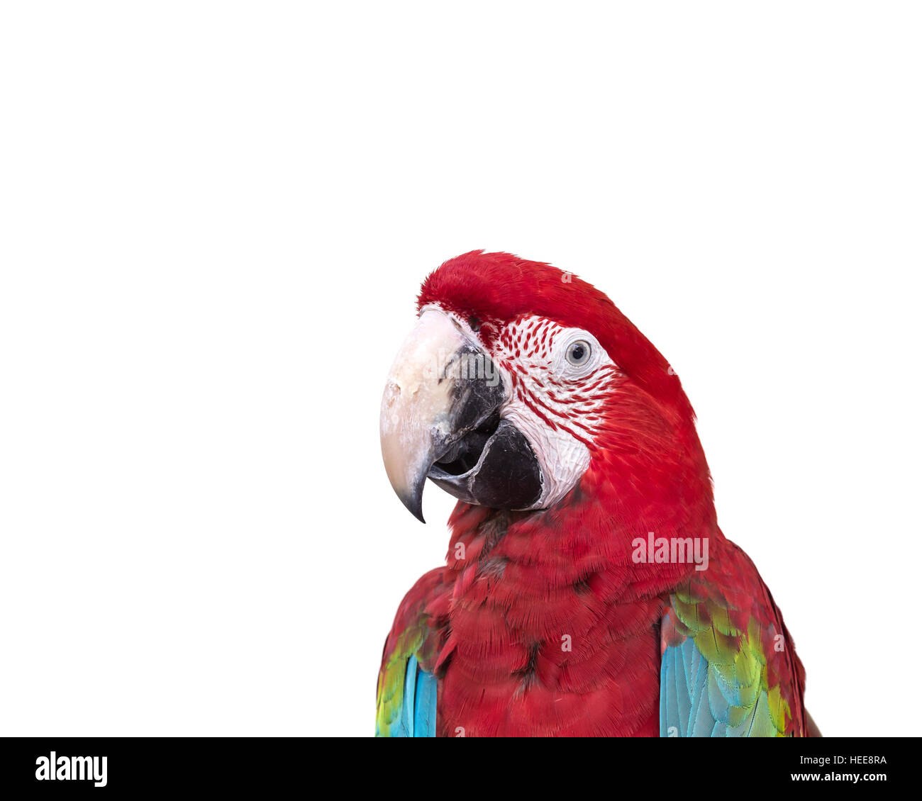 Close up colorful parrot macaw isolé sur fond blanc Banque D'Images