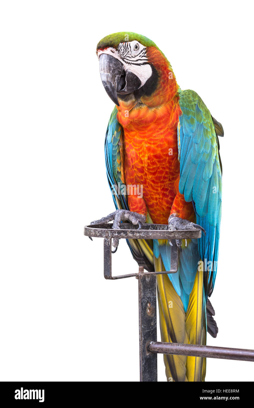 Close up colorful parrot macaw isolé sur fond blanc Banque D'Images