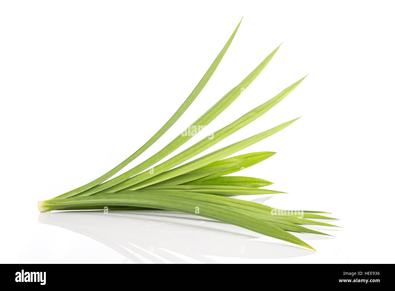 Fermer en vert les feuilles de pandan frais isolé sur fond blanc Banque D'Images