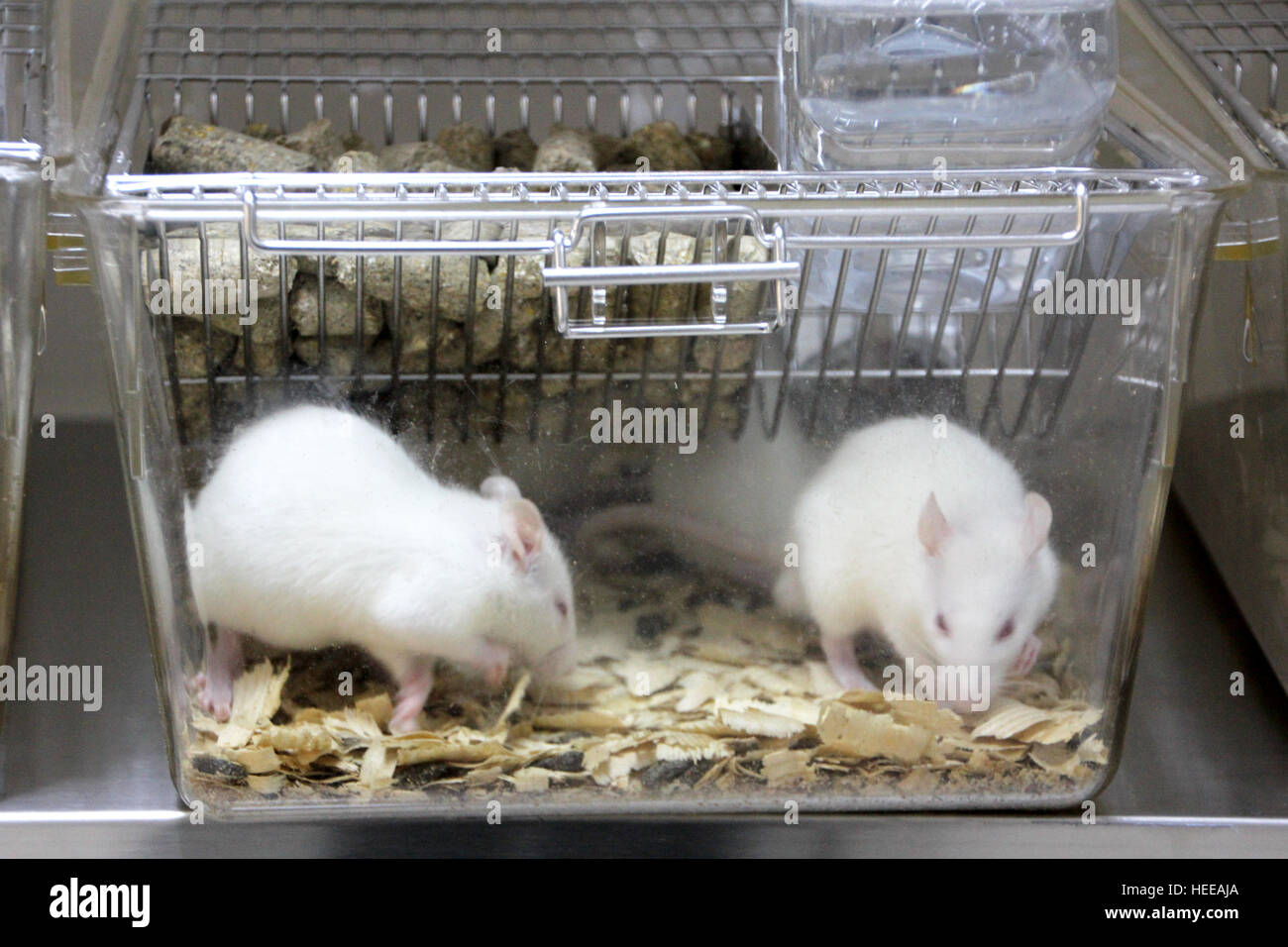 Rats de laboratoire Banque D'Images