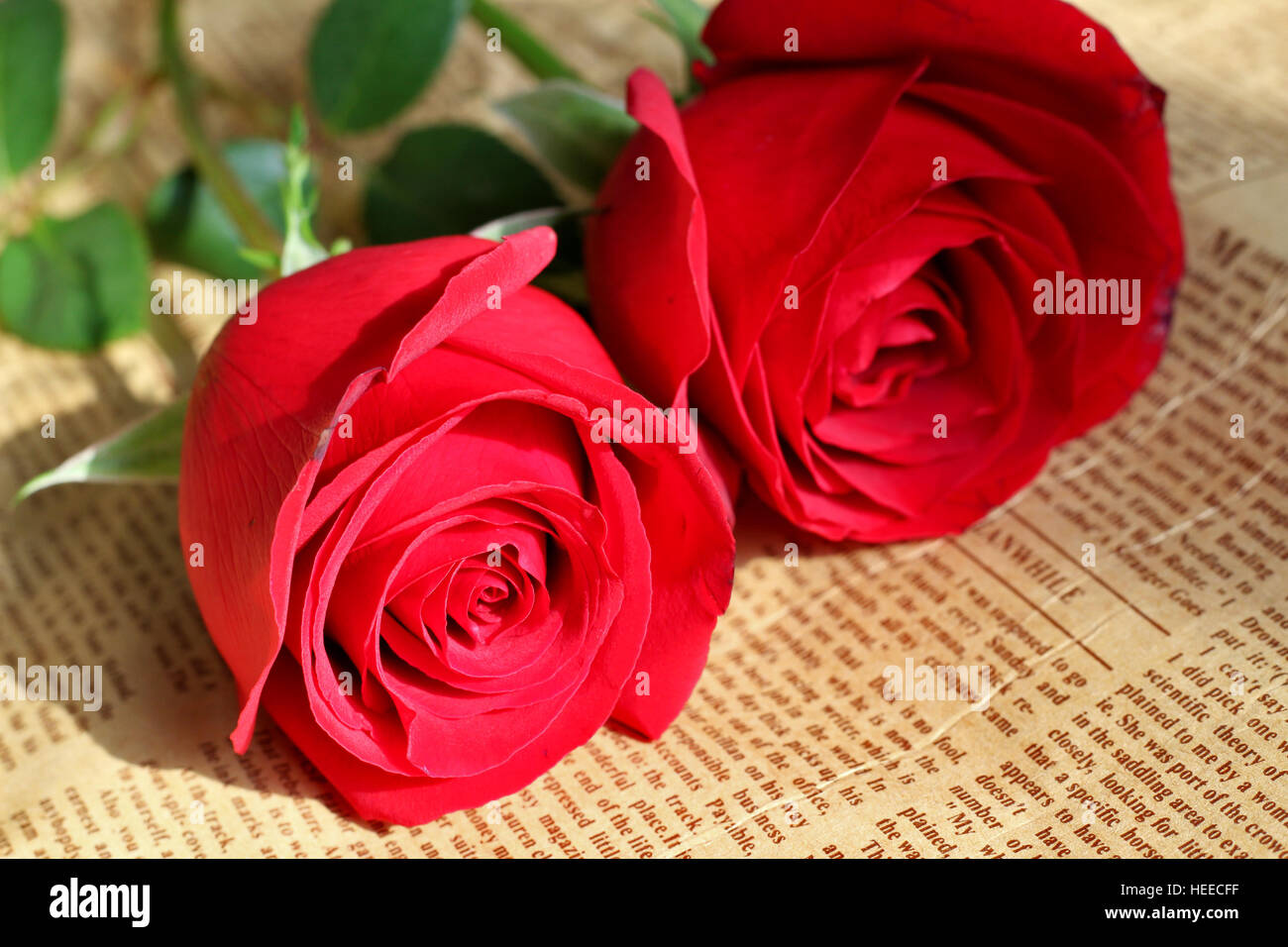 Roses rouges avec du papier journal Banque D'Images