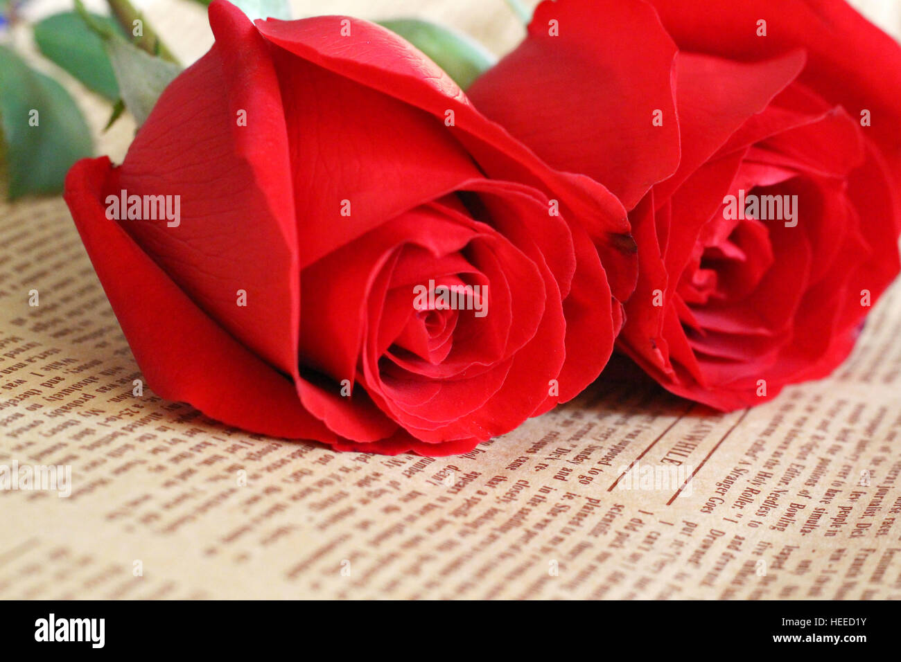 Roses rouges avec du papier journal Banque D'Images