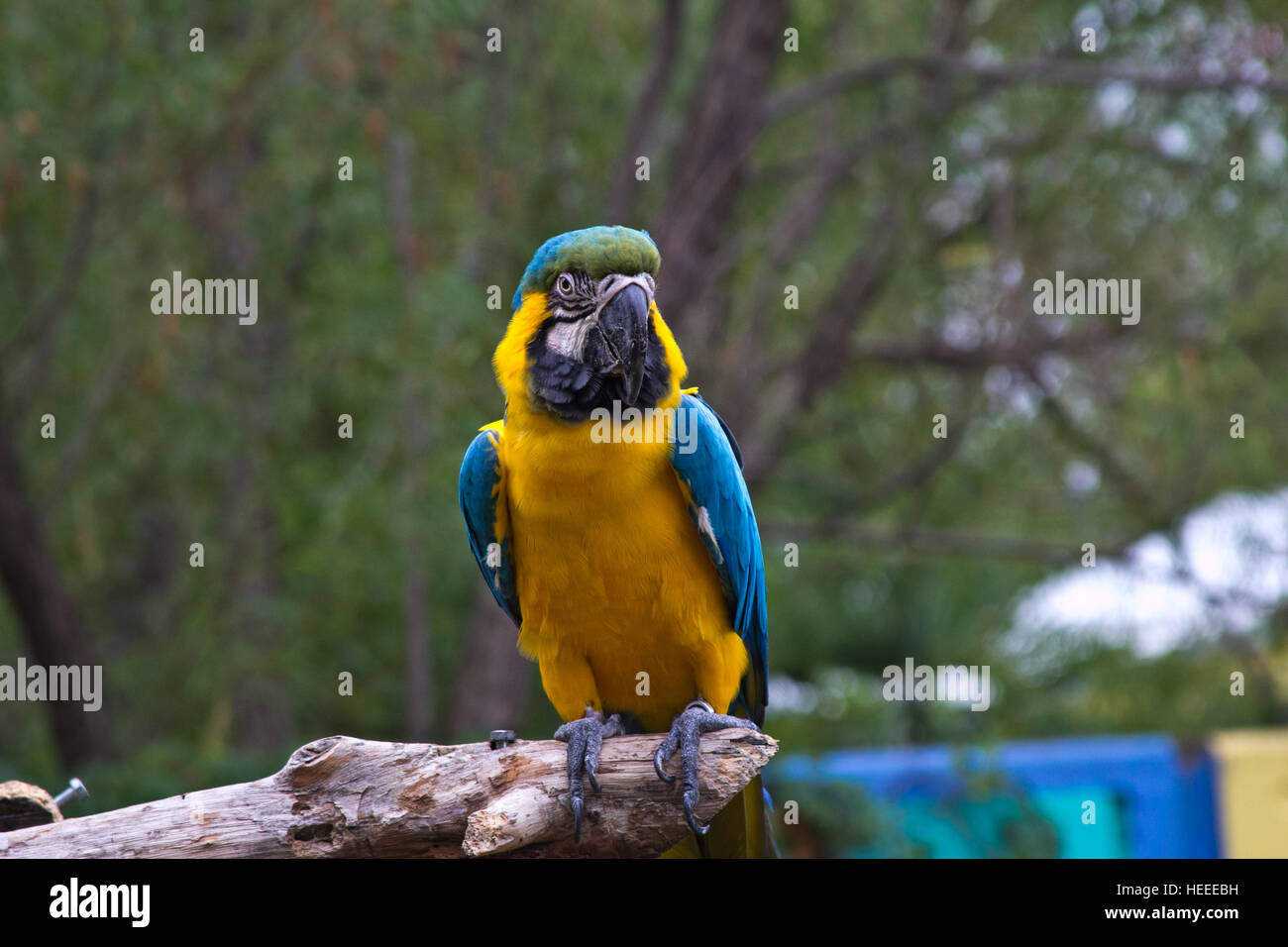 Perroquet jaune et bleu au zoo de Abilene, Texas Banque D'Images