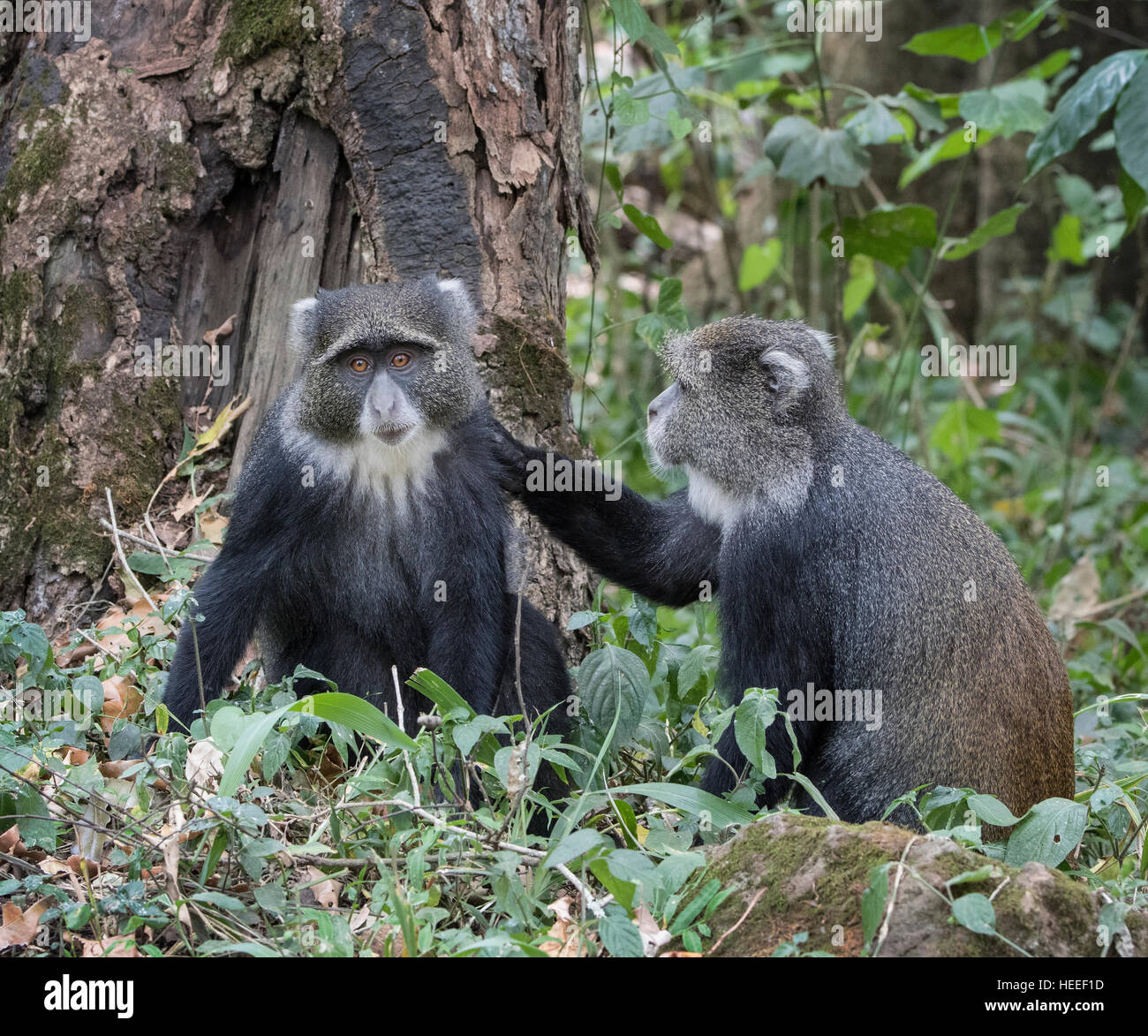 Singe singe bleu ou diademed (Cercopithecus mitis) grooming Banque D'Images