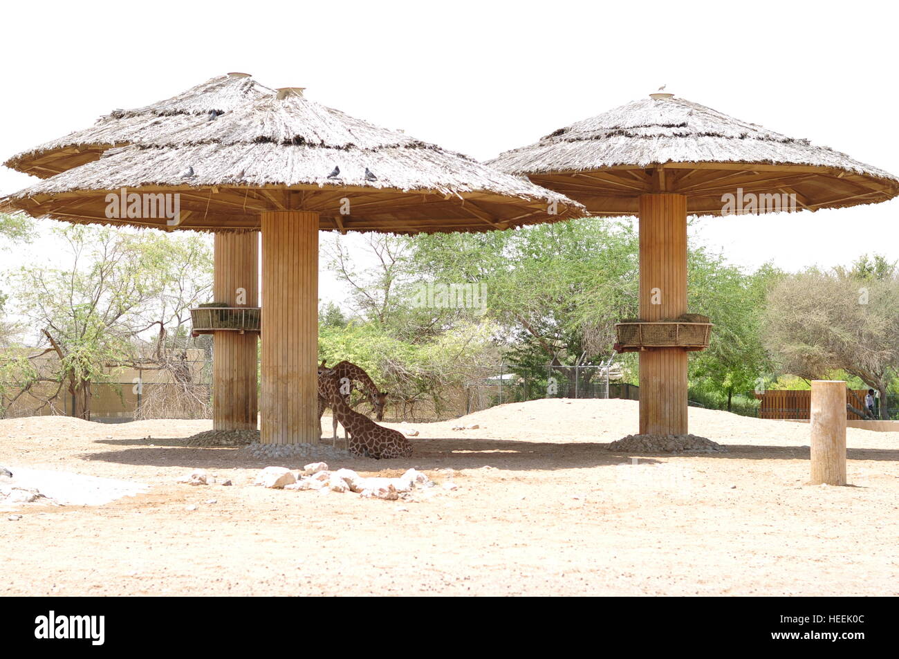 Ain Ain Zoo et De La Faune Oiseaux Reptiles Crocodiles Serpents Tortues Girafe Lion Banque D'Images