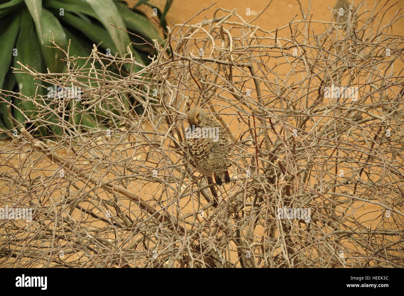 Ain Ain Zoo et De La Faune Oiseaux Reptiles Crocodiles Serpents Tortues Girafe Lion Banque D'Images