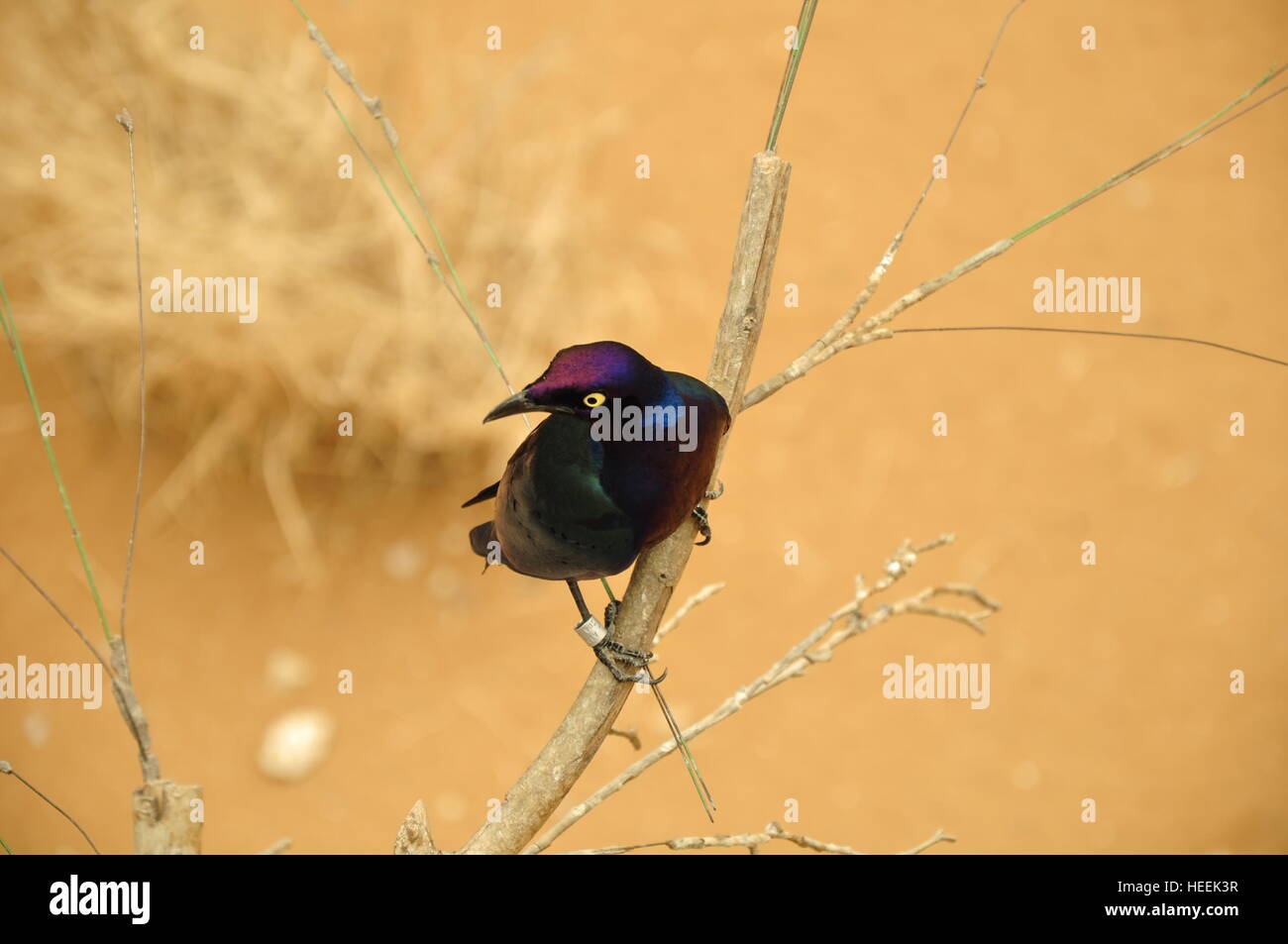 Ain Ain Zoo et De La Faune Oiseaux Reptiles Crocodiles Serpents Tortues Girafe Lion Banque D'Images