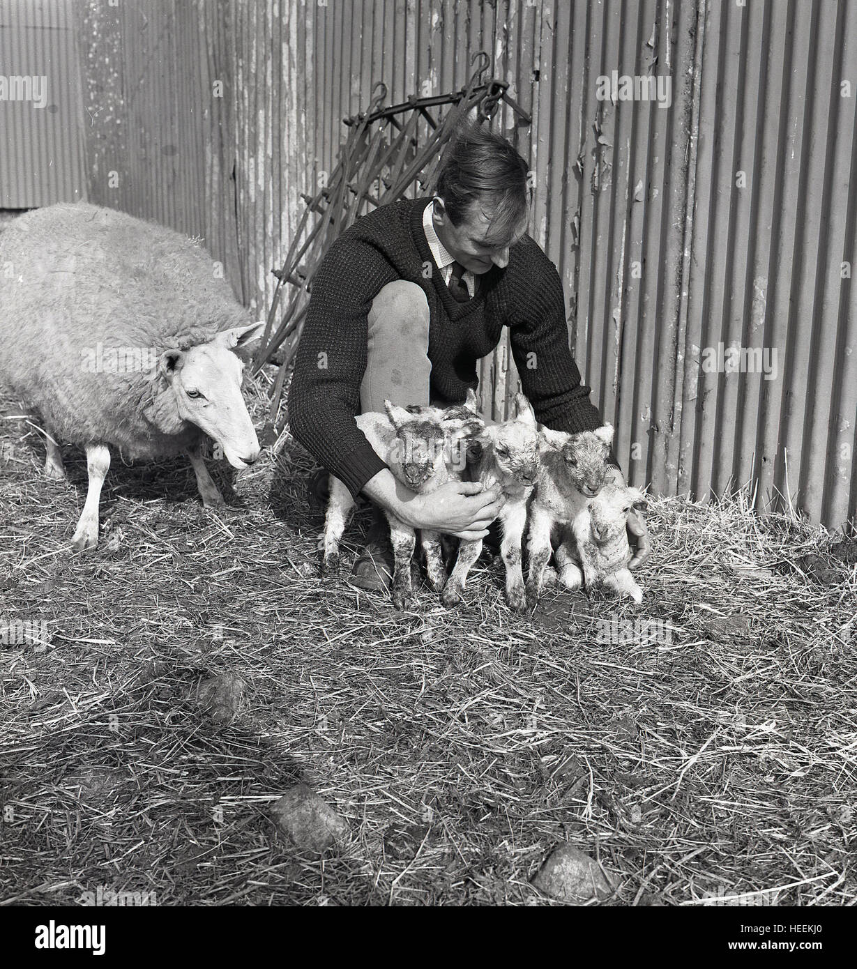 1965, historiques, agriculteur à genoux tenant les agneaux nés récemment avec la mère à la recherche sur. Banque D'Images