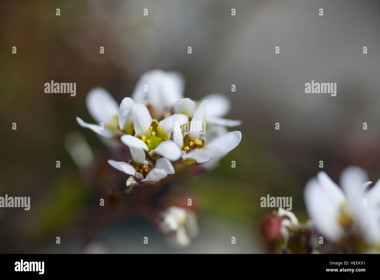 Scurvygrass Cochlearia officinalis commune, fleurs sauvages,, Carrick, Dumfries et Galloway, Écosse Banque D'Images