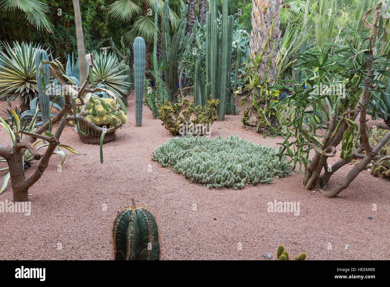 Le jardin Majorelle, Marrakech, Maroc Banque D'Images