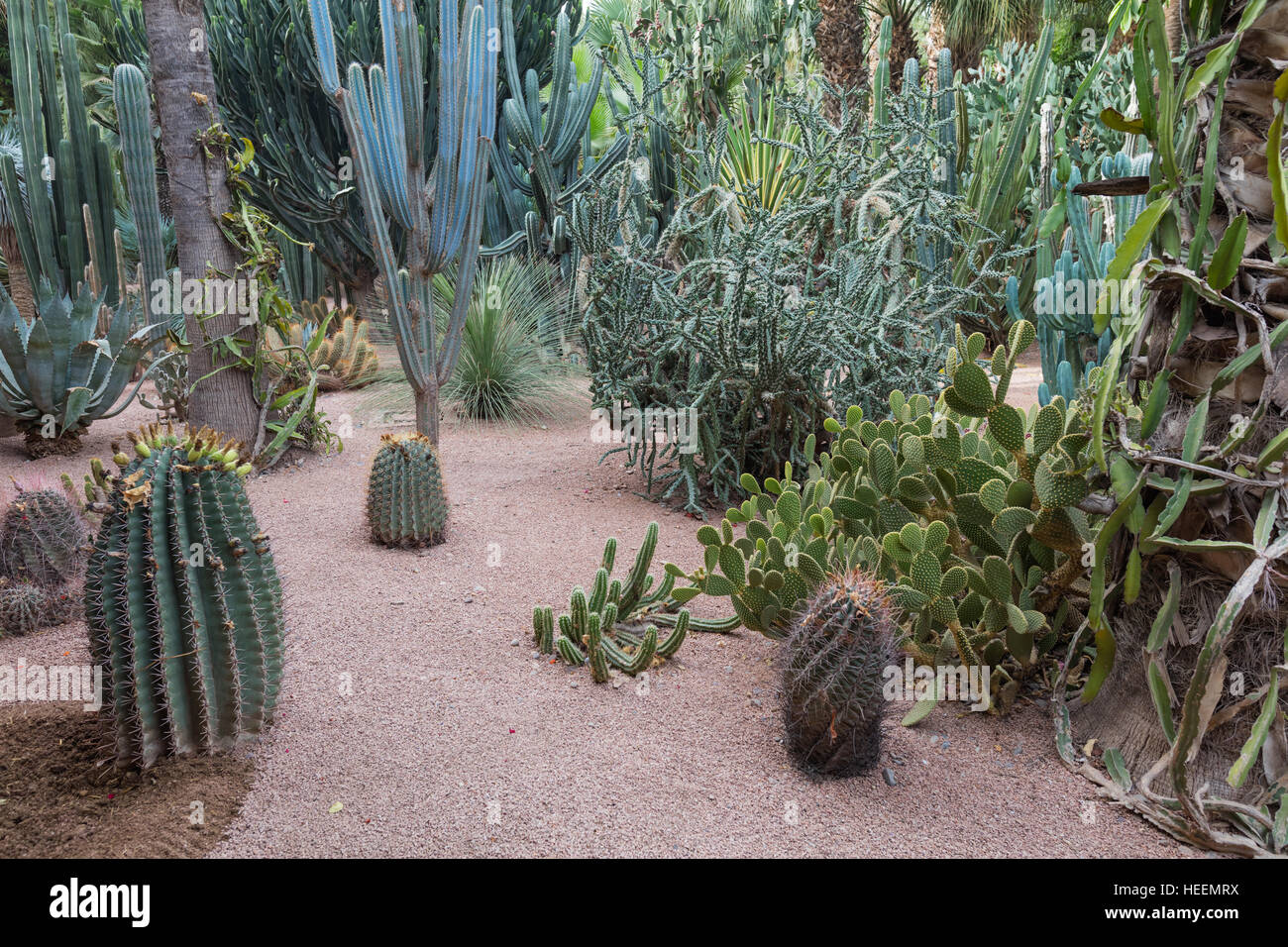 Le jardin Majorelle, Marrakech, Maroc Banque D'Images