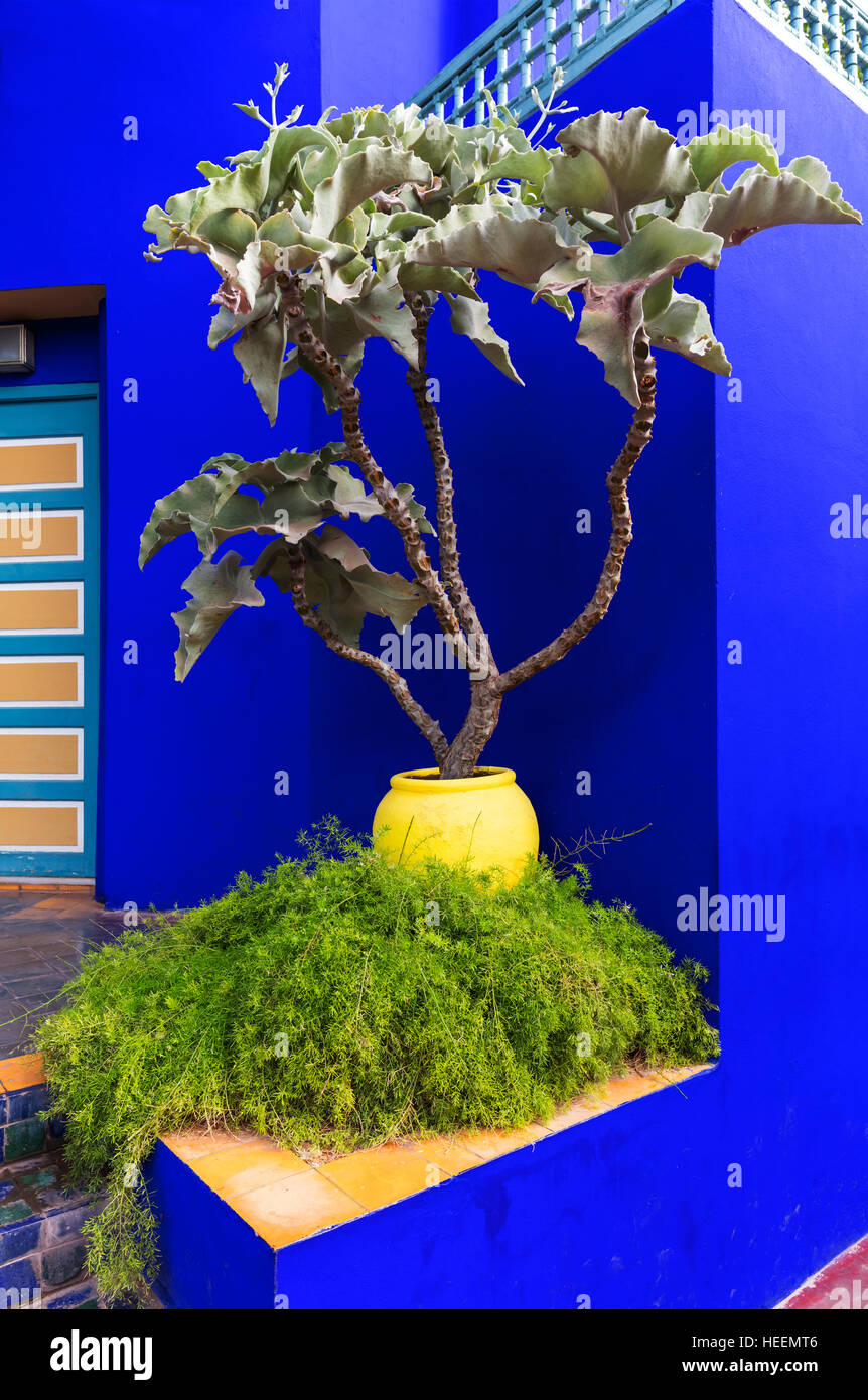 Le jardin Majorelle, Marrakech, Maroc Banque D'Images