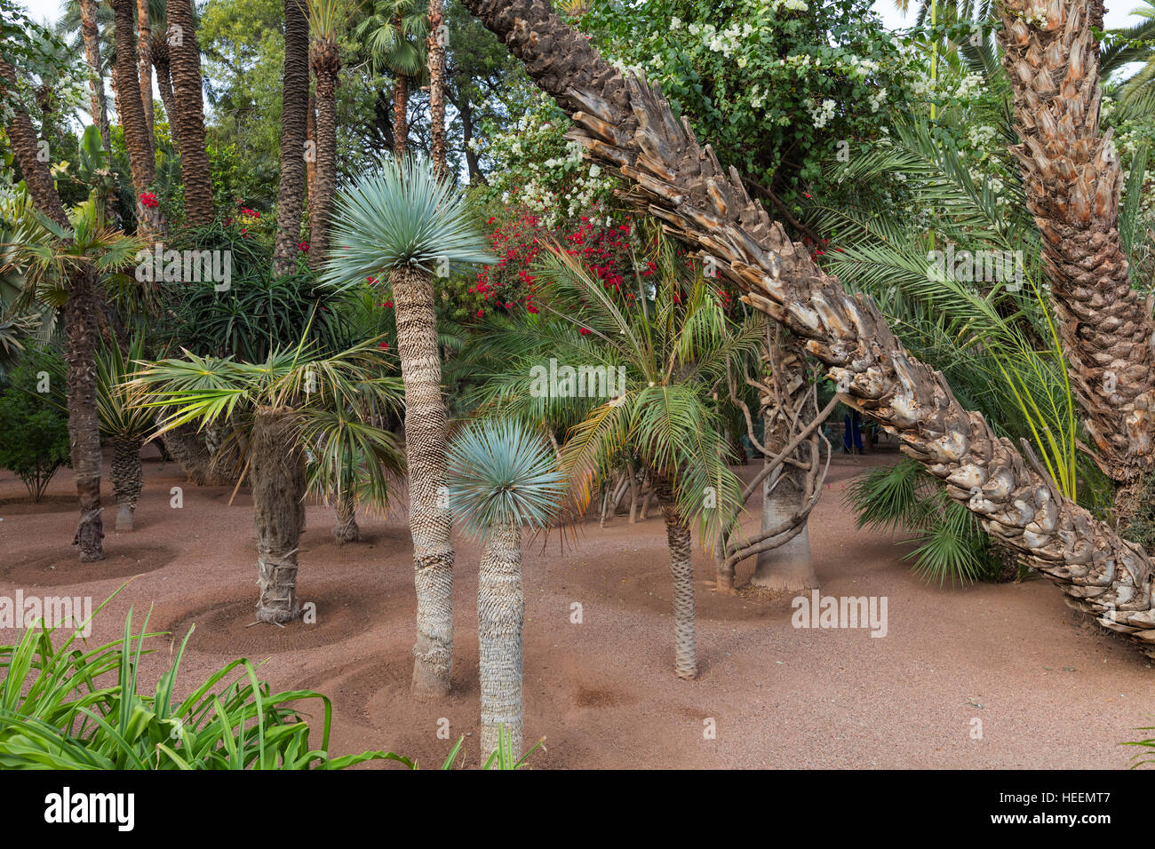 Le jardin Majorelle, Marrakech, Maroc Banque D'Images