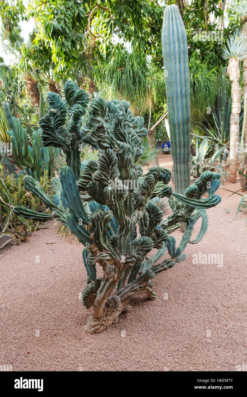 Le jardin Majorelle, Marrakech, Maroc Banque D'Images