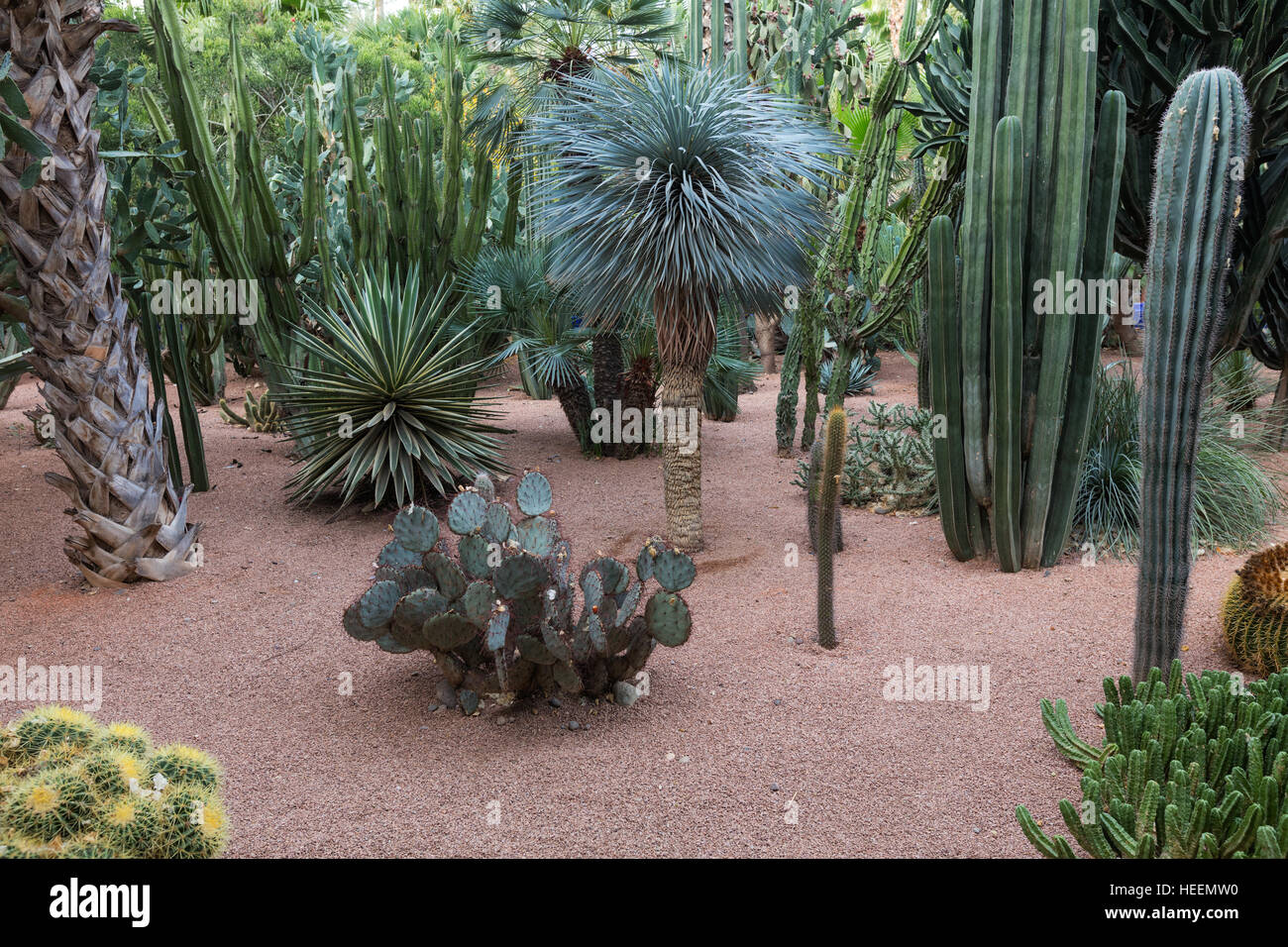 Le jardin Majorelle, Marrakech, Maroc Banque D'Images