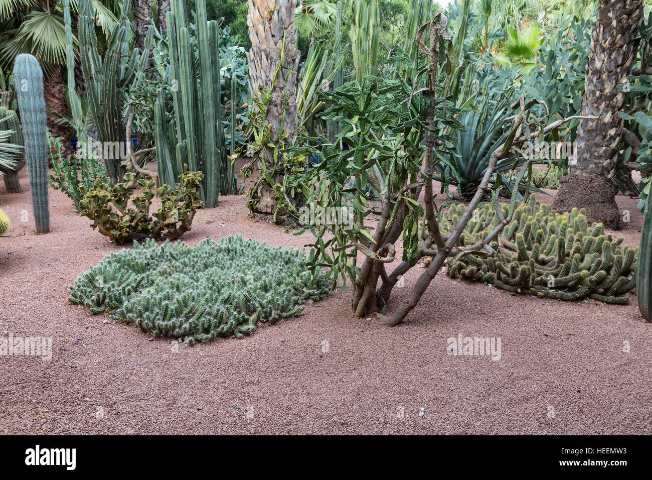 Le jardin Majorelle, Marrakech, Maroc Banque D'Images