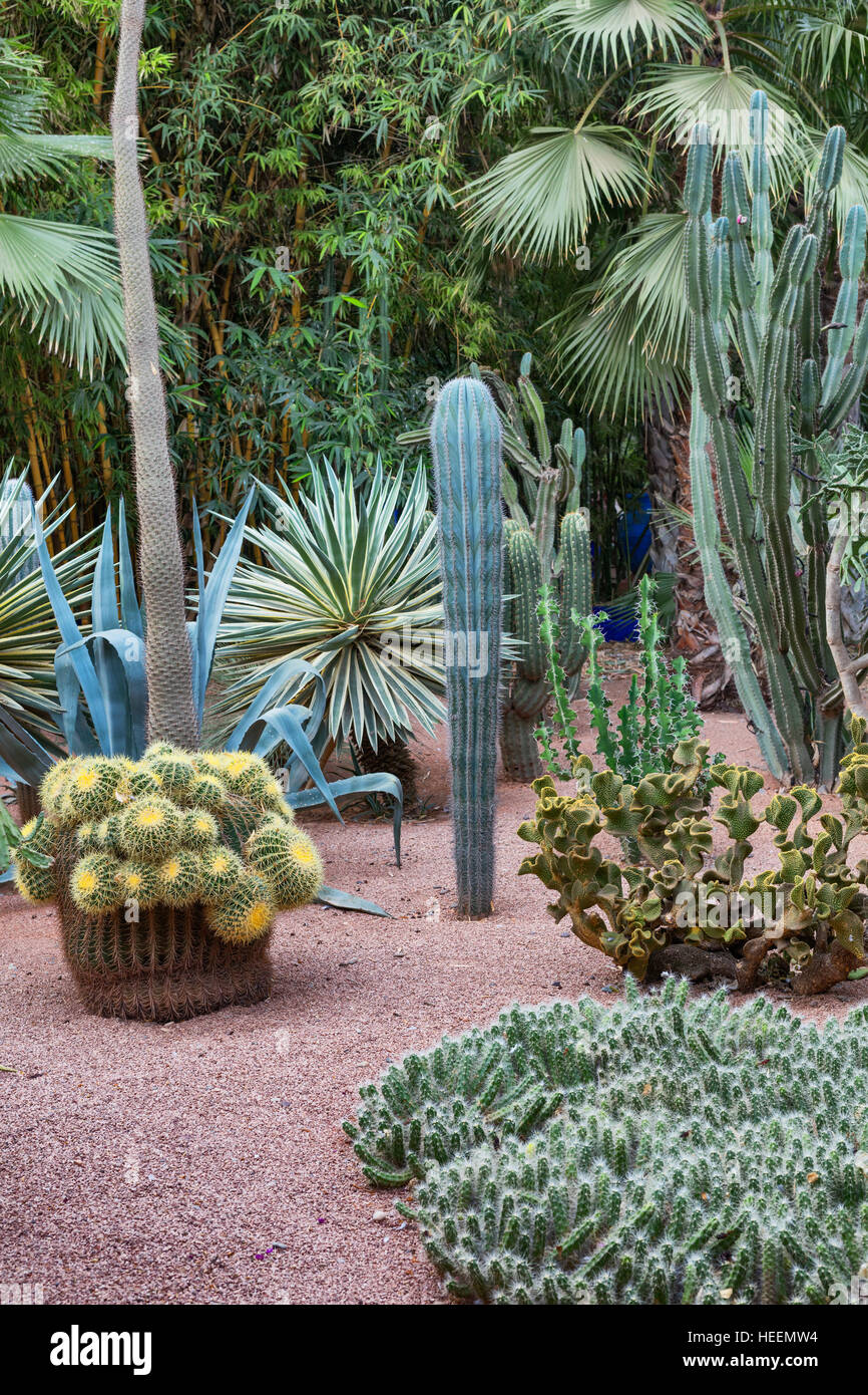 Le jardin Majorelle, Marrakech, Maroc Banque D'Images