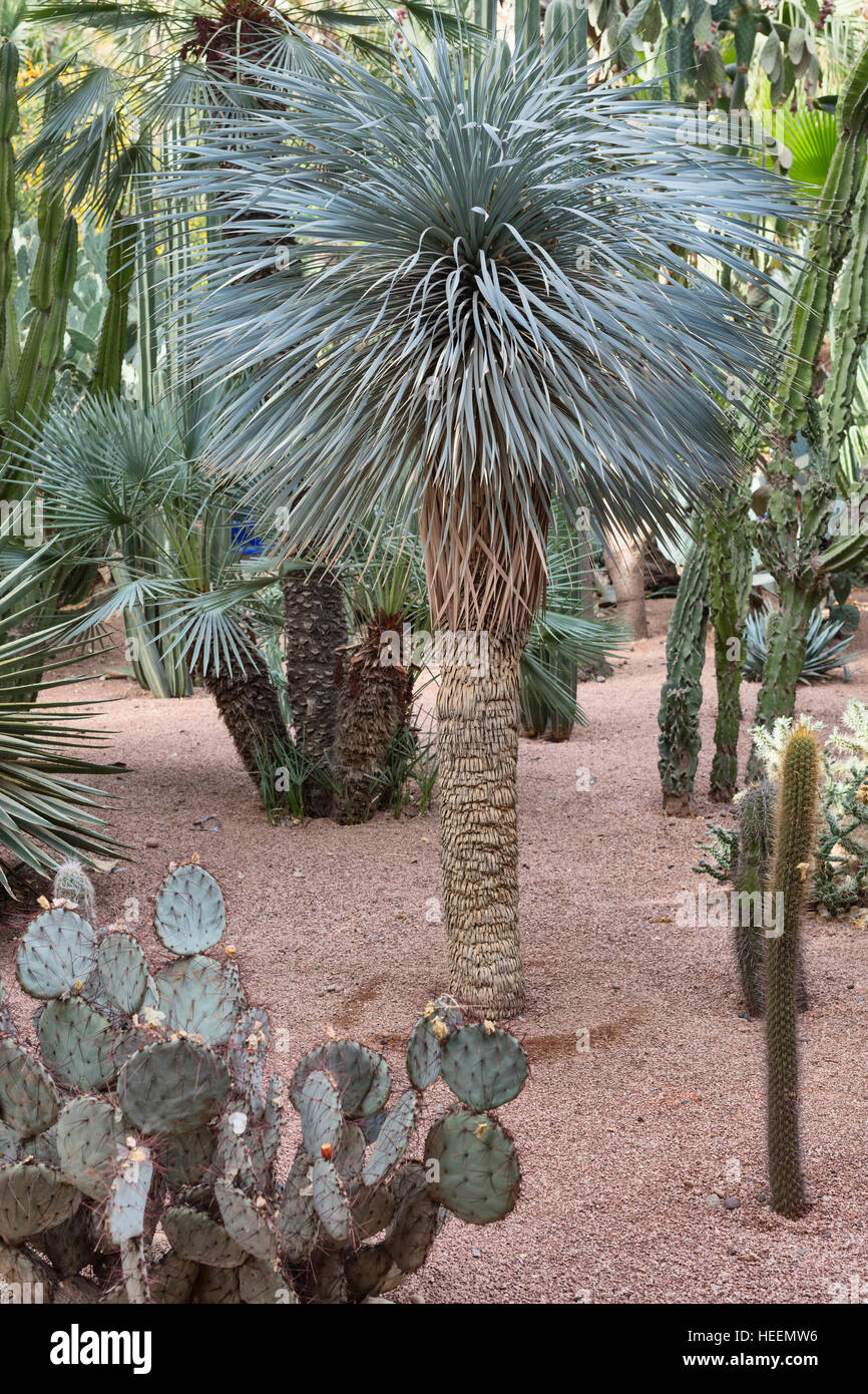 Le jardin Majorelle, Marrakech, Maroc Banque D'Images