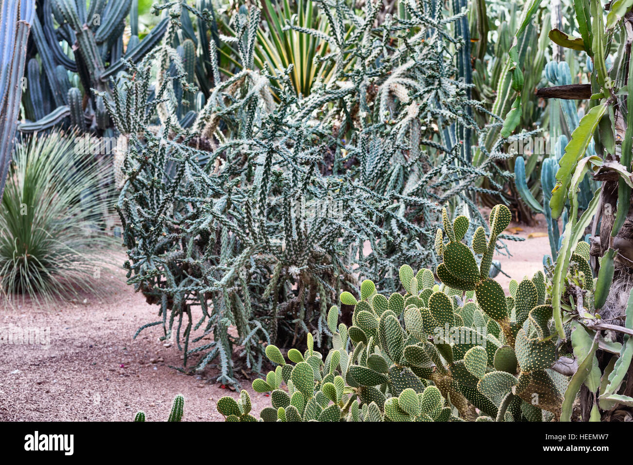 Le jardin Majorelle, Marrakech, Maroc Banque D'Images
