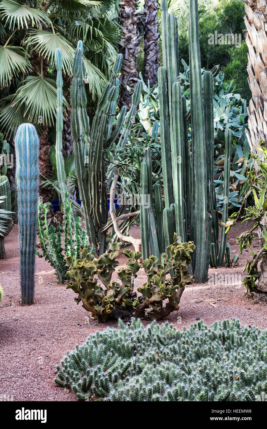 Le jardin Majorelle, Marrakech, Maroc Banque D'Images