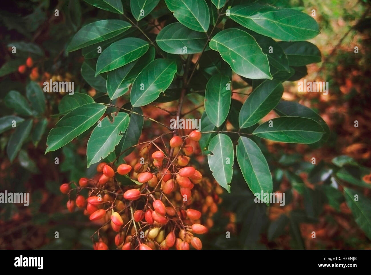 La fructification de Connarus Ritchie - une espèce unique trouvé dans l'Evergreen forêts des Ghâts occidentaux, en Inde Banque D'Images