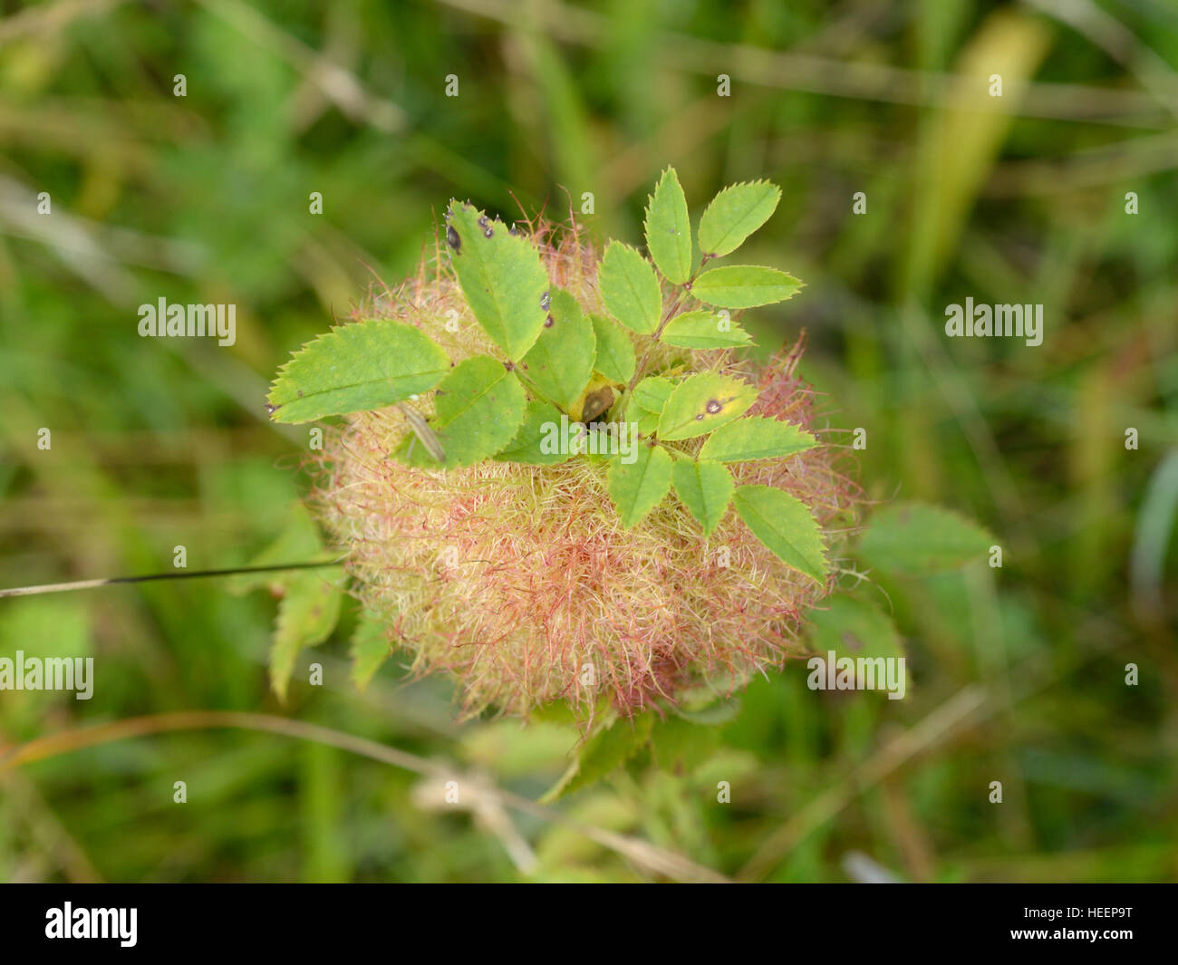 Gall Bedeguar ou Robin's Pin Cushion, Diplolepis rosae Banque D'Images