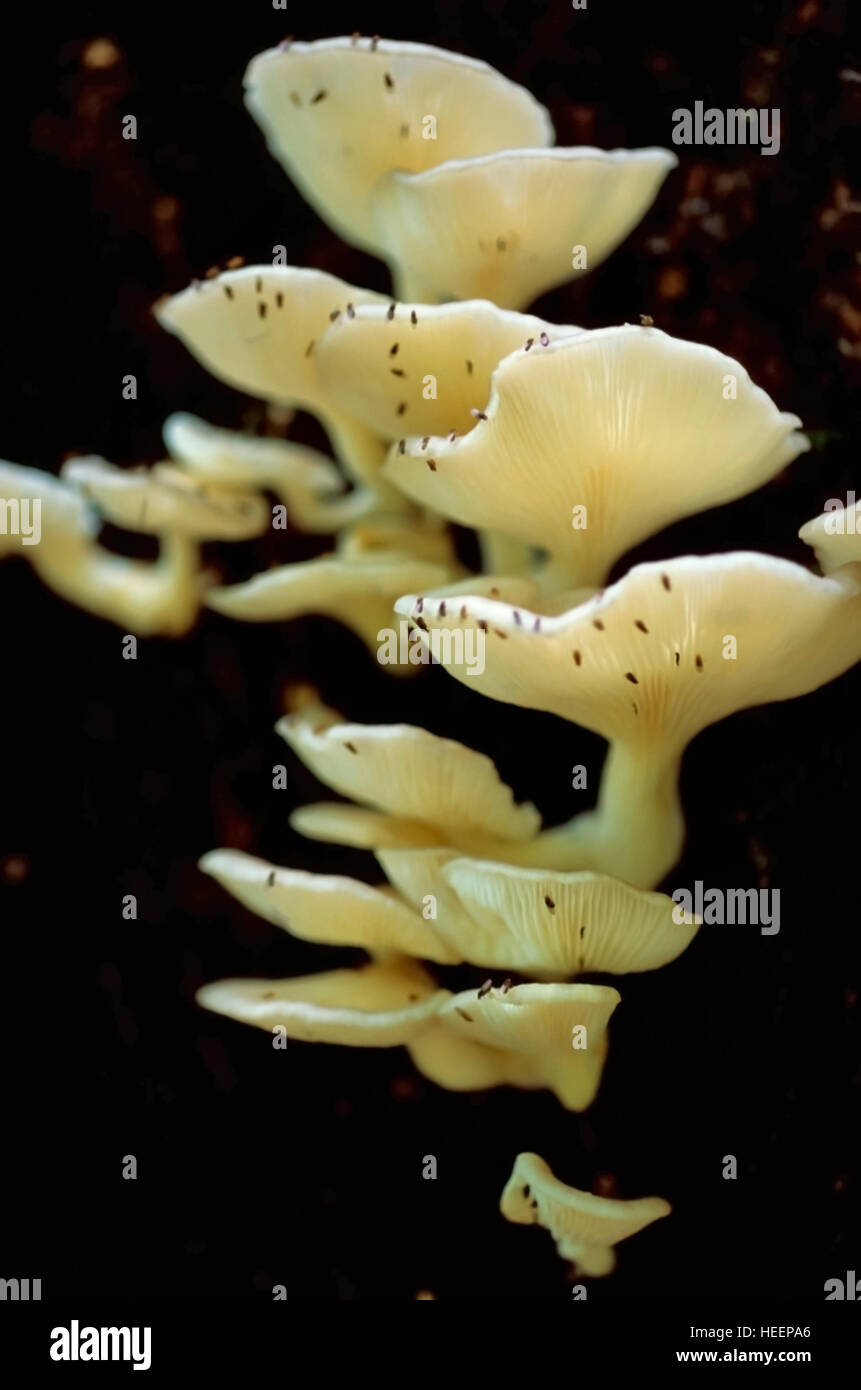 Les champignons dans l'écorce des arbres Banque D'Images