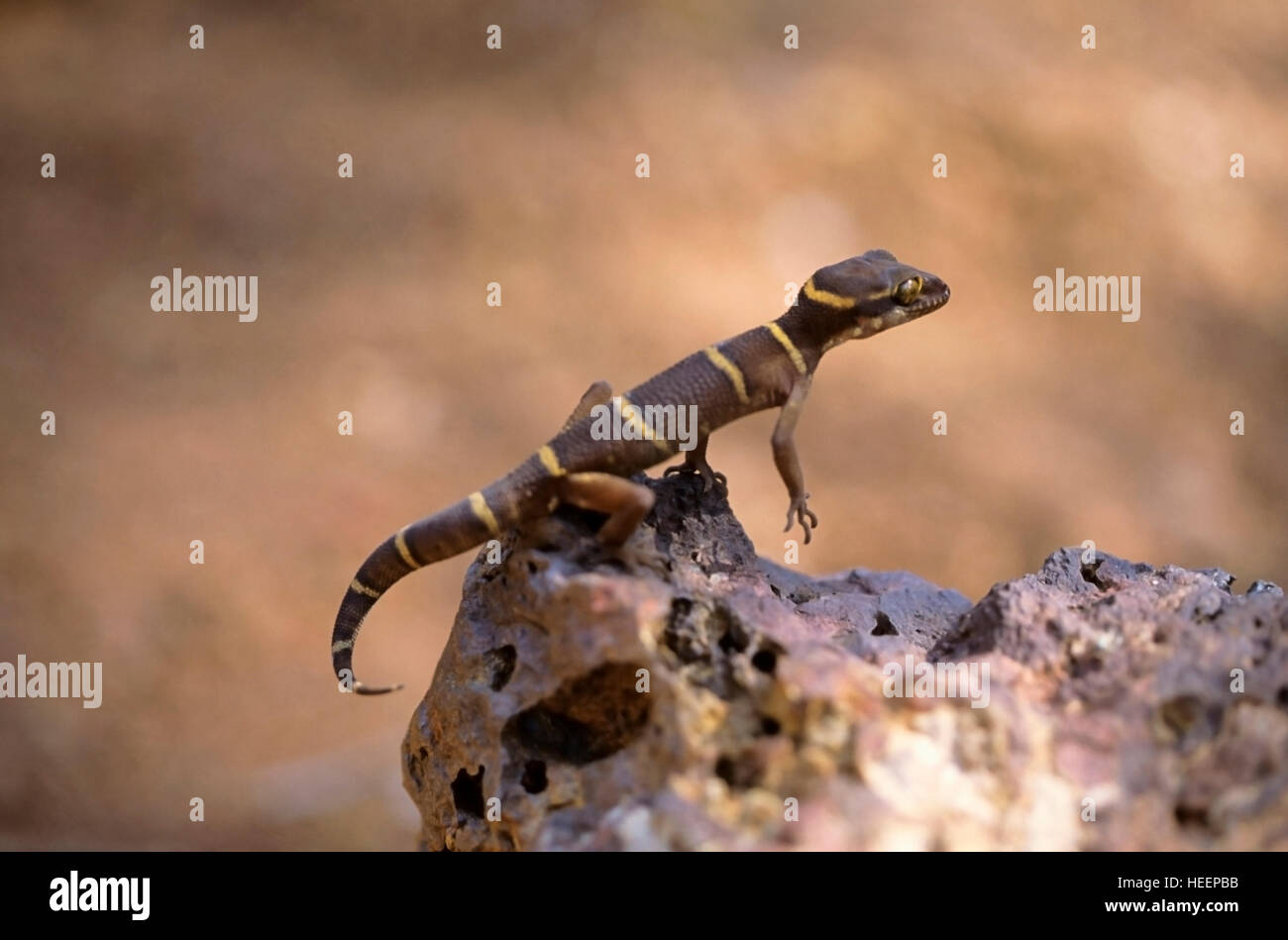 La masse bagués gecko, Geckoella dekkanensis Terre, gecko, Maharashtra, Inde Banque D'Images