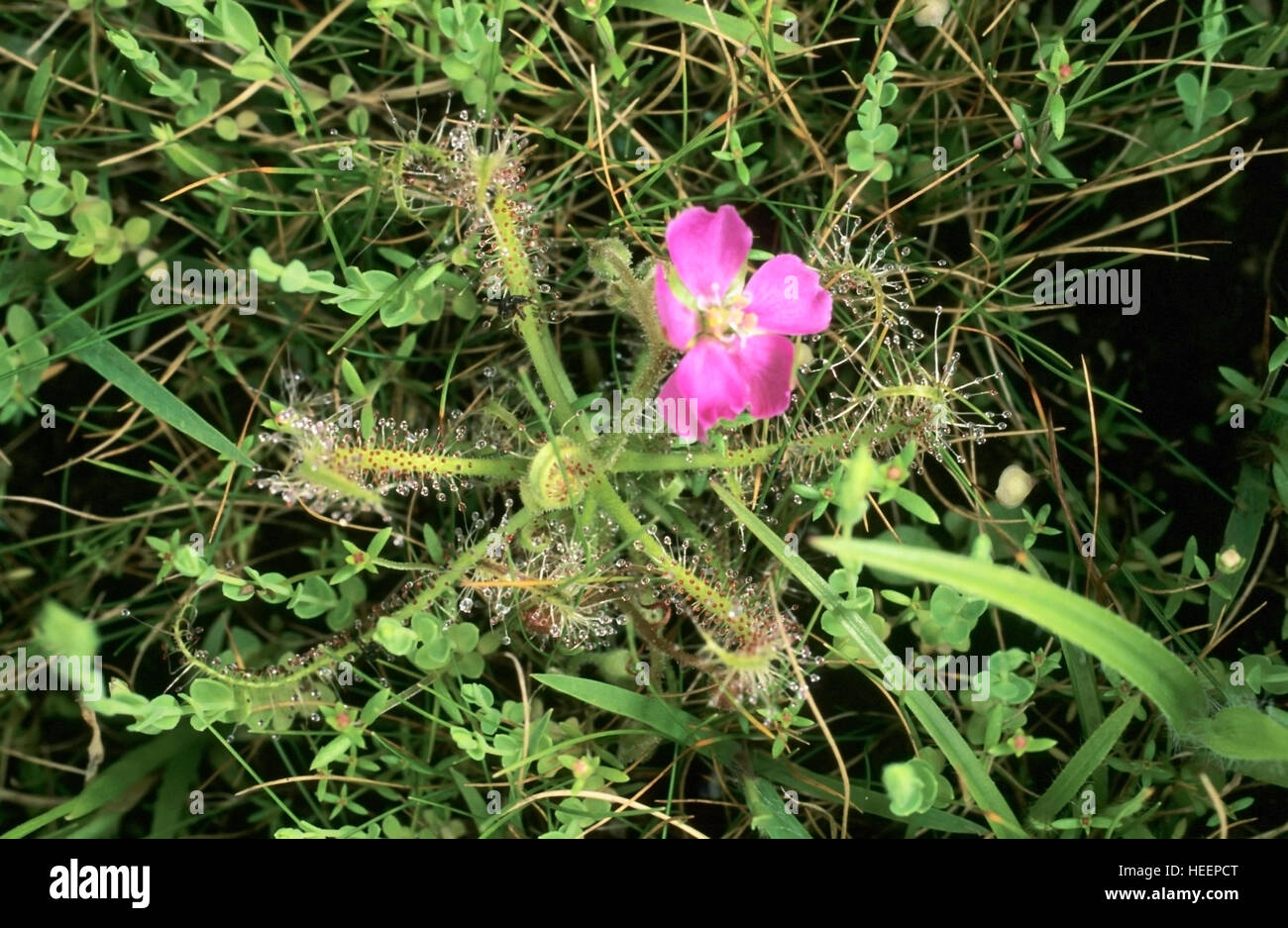 Drosera, plante insectivore à la Kas, Satara, Maharashtra, Inde Banque D'Images