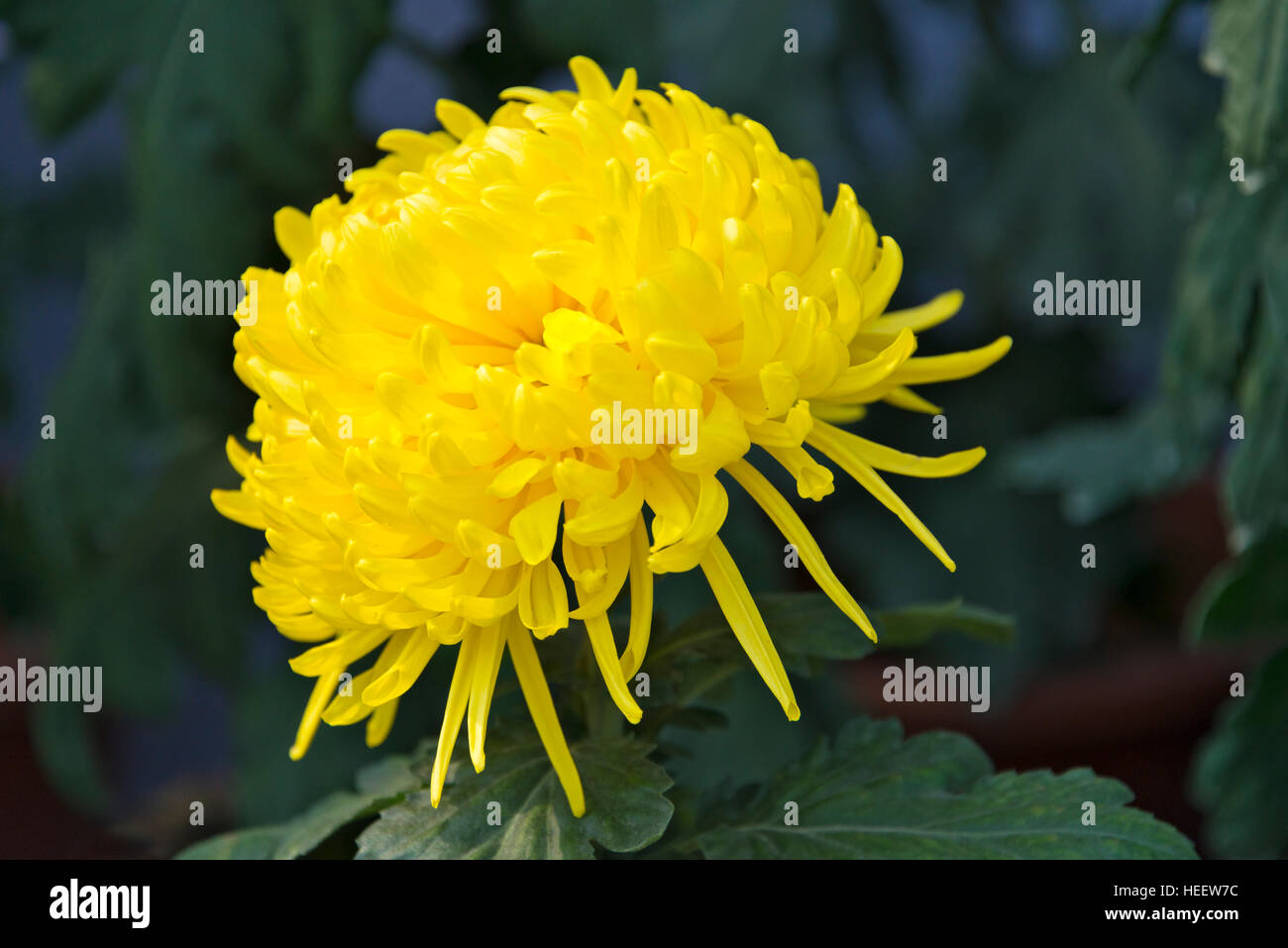 Fleur de chrysanthème, Yangzhou, Jiangsu, Chine Banque D'Images