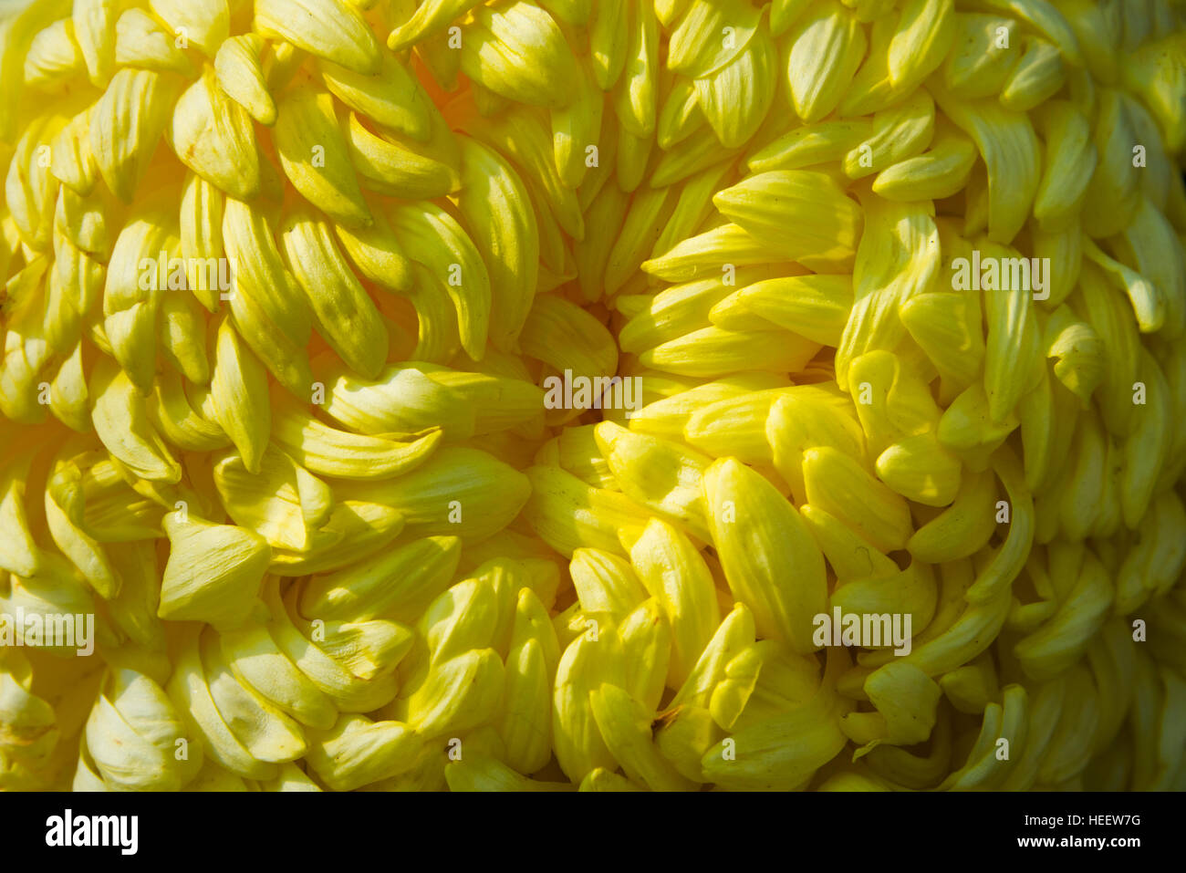 Fleur de chrysanthème, Yangzhou, Jiangsu, Chine Banque D'Images